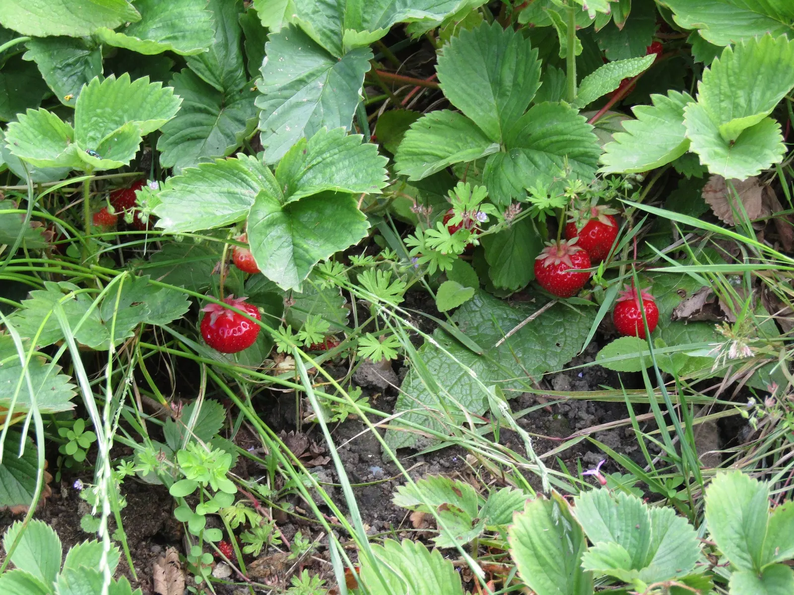 Garden Strawberry (Fragaria ananassa) — is a mounded ornamental strawberry with green foliage; plant in full sun with average to fertile