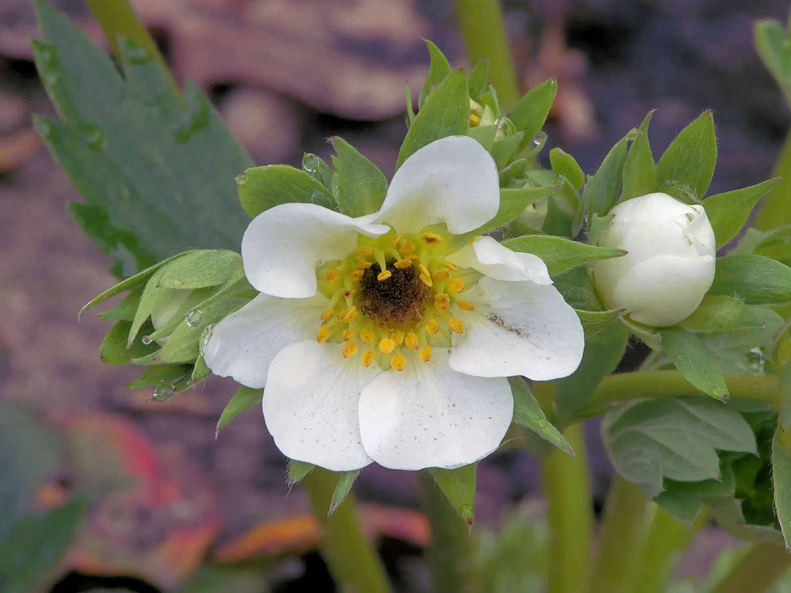 Garden Strawberry (Fragaria ananassa) — it is hardy in USDA Zones 4-9 and may return as a perennial where conditions suit it; commonly referred to as Pink
