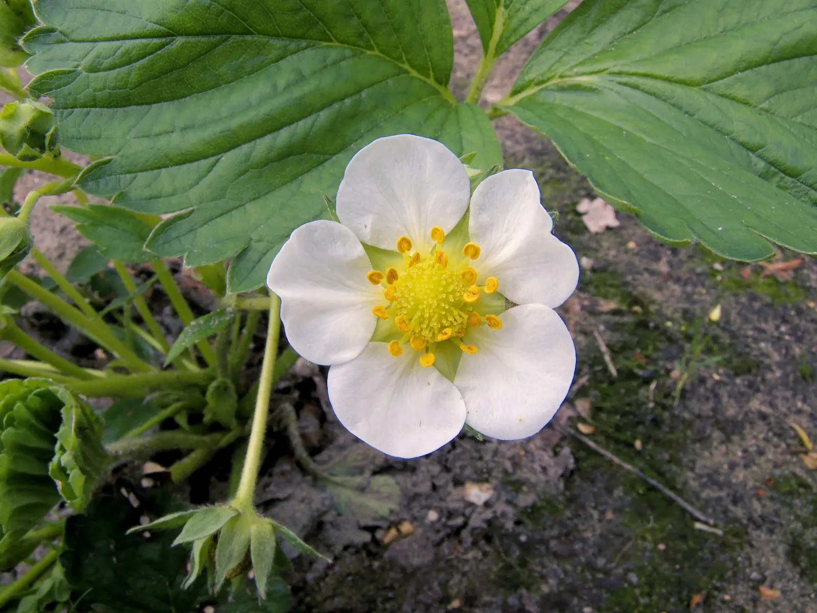 Garden Strawberry (Fragaria ananassa) — feeding regularly for best fruiting; its semi-double pink blossoms appear from planting until frost