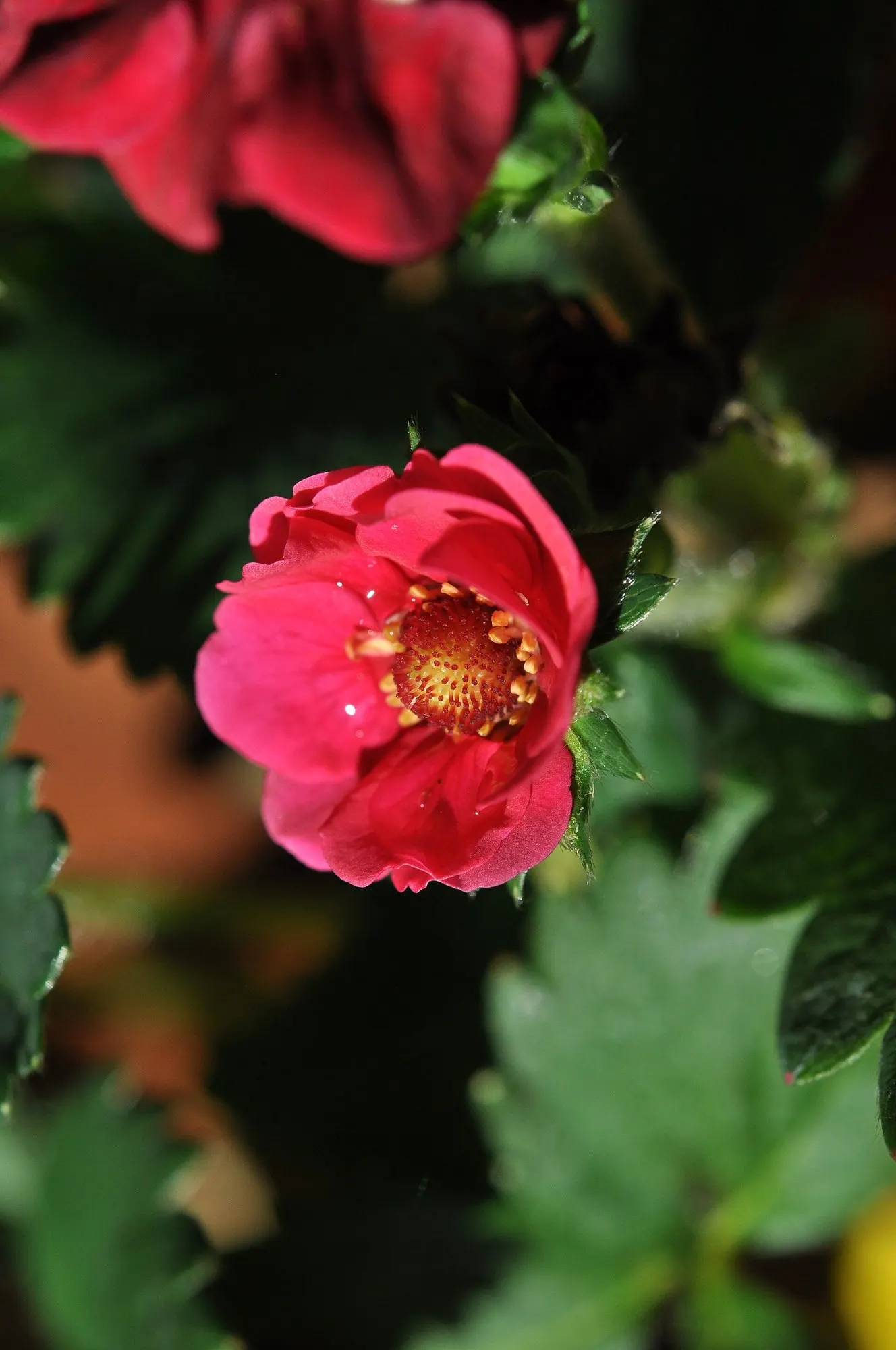 Garden Strawberry (Fragaria ananassa) — and sweet berries from planting to frost; though often grown as an annual for instant-season performance