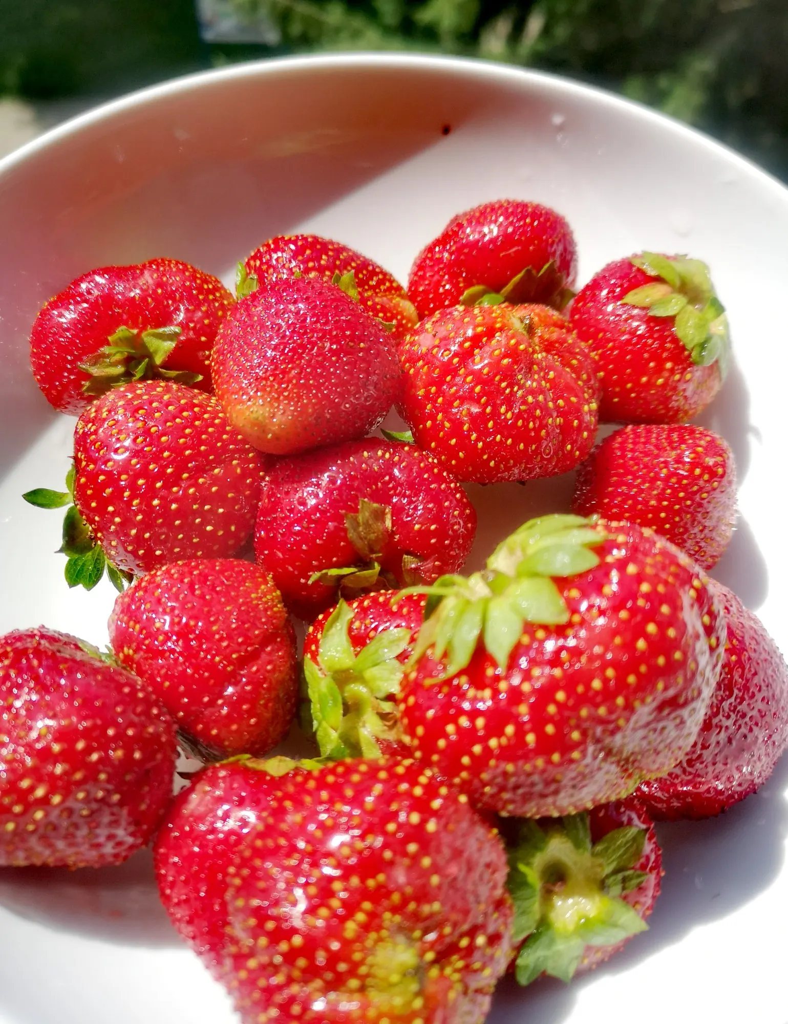 Garden Strawberry (Fragaria ananassa) — It grows 12-16 inches tall and spreads 18-24 inches, sometimes forming short trailing runners; especially in containers