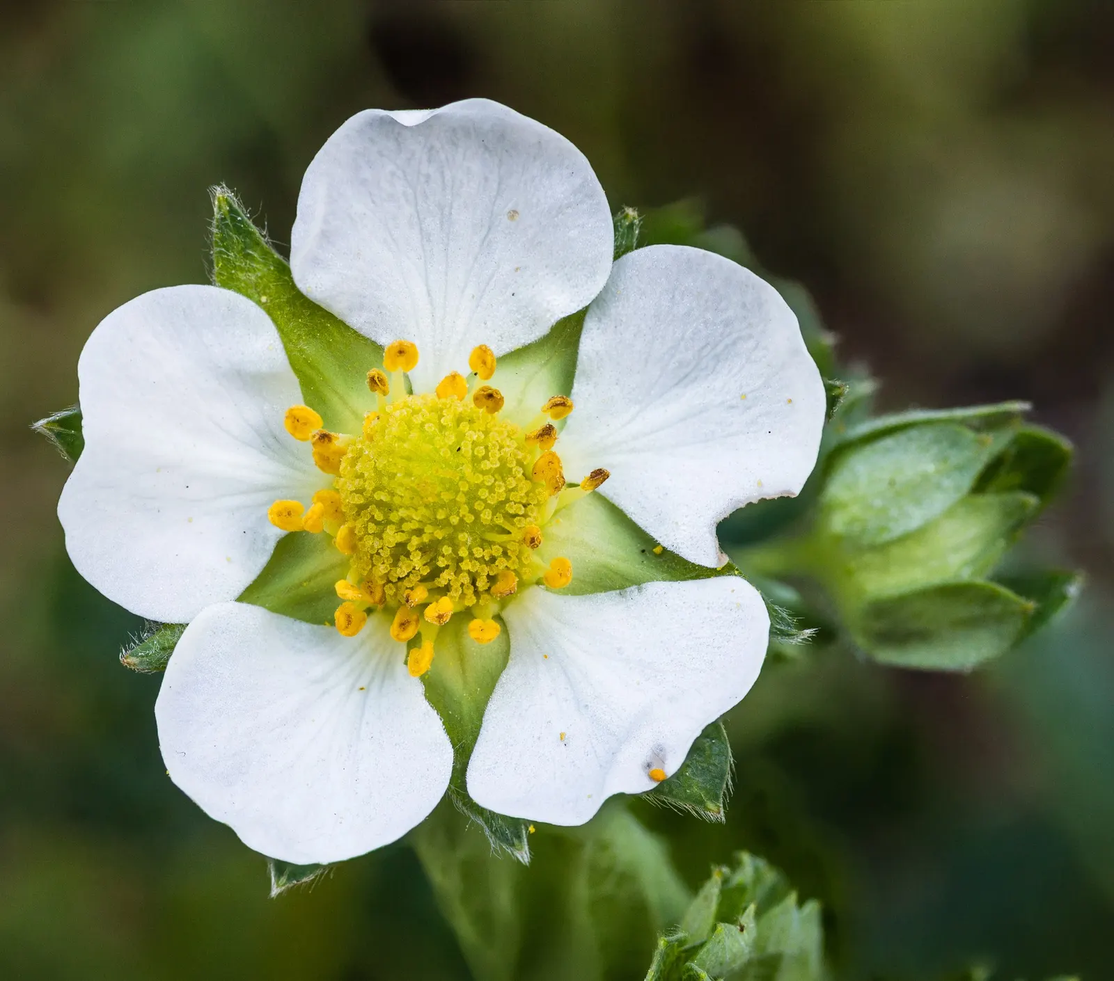 Garden Strawberry (Fragaria ananassa) — with short runners that may trail gently over the edge of a pot or basket; well-drained soil and keep moisture even