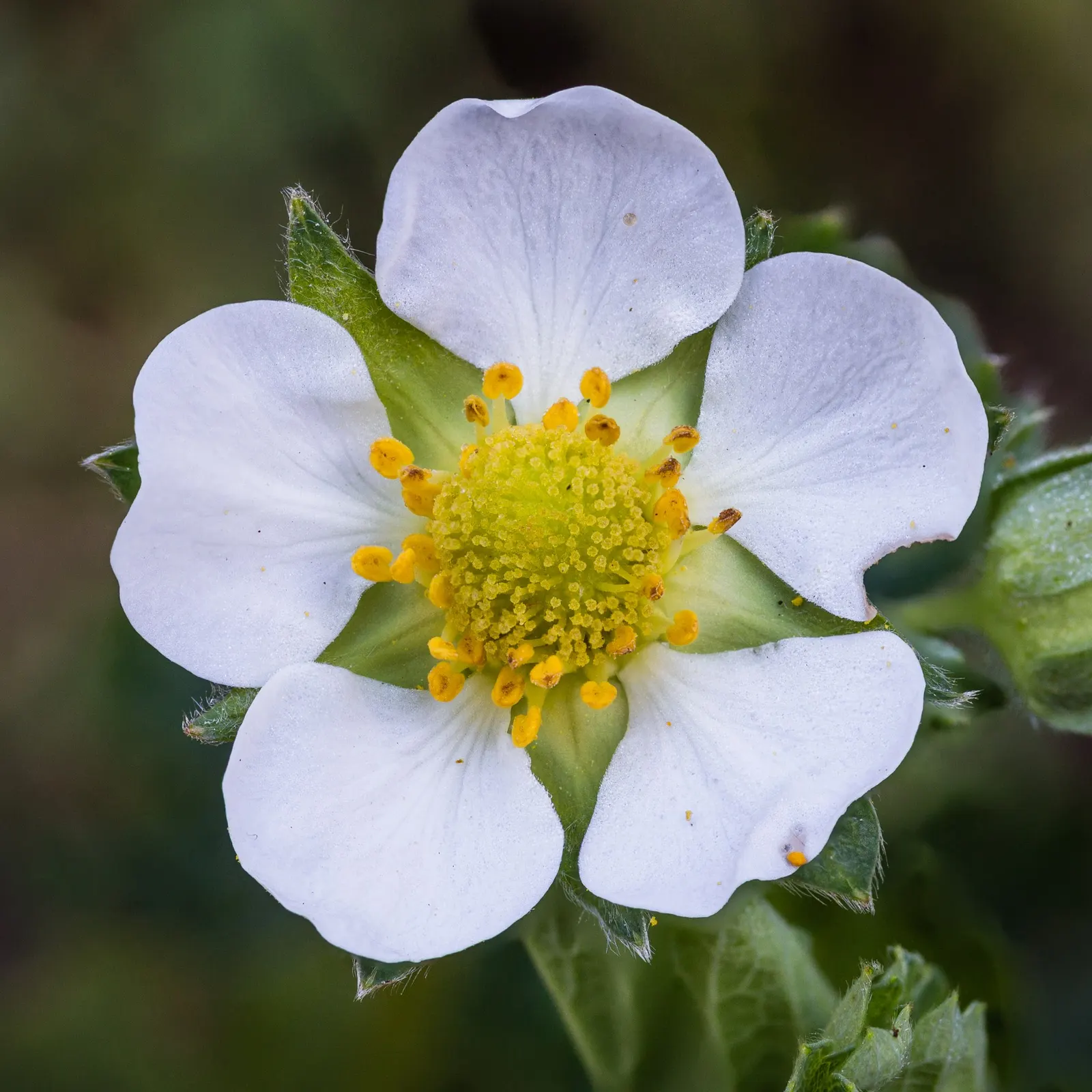 Garden Strawberry (Fragaria ananassa) — cottage-garden prettiness that feels both edible and decorative; it grows 12-16 inches tall and spreads 18-24 inches