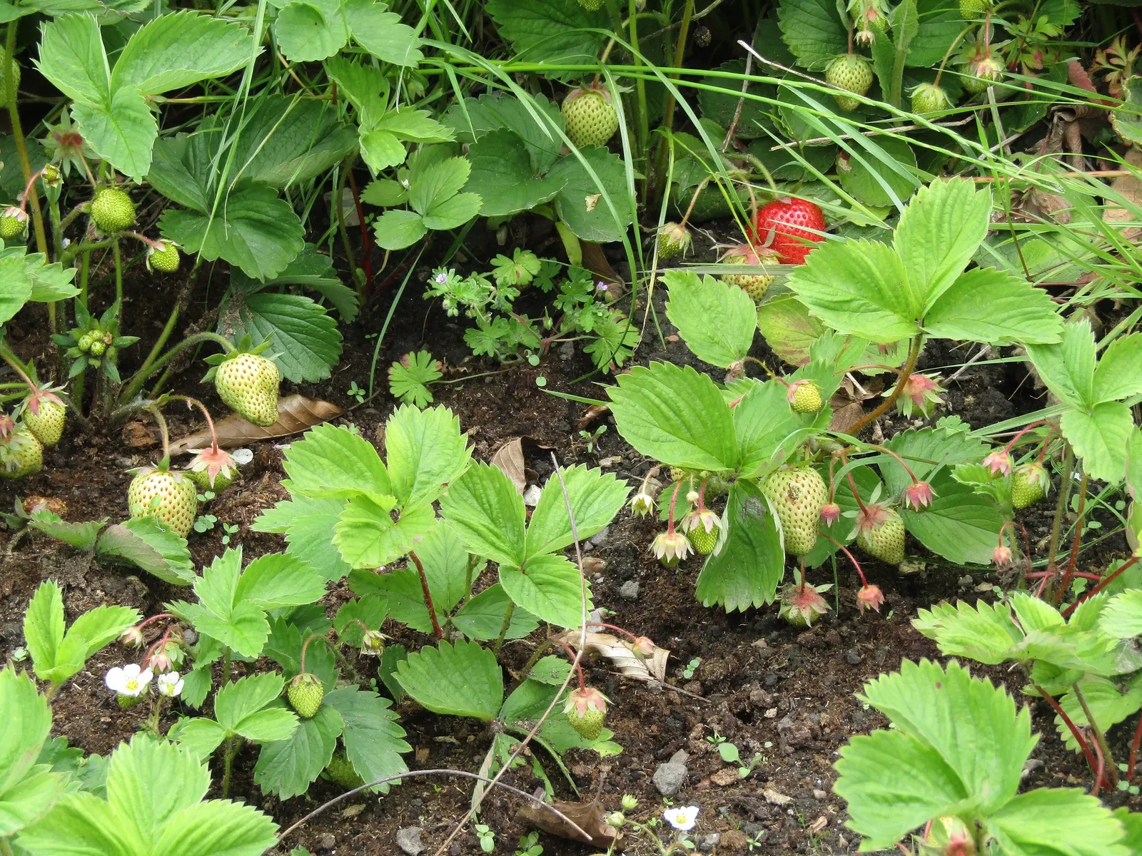 Garden Strawberry (Fragaria ananassa) — pink flowers in the garden