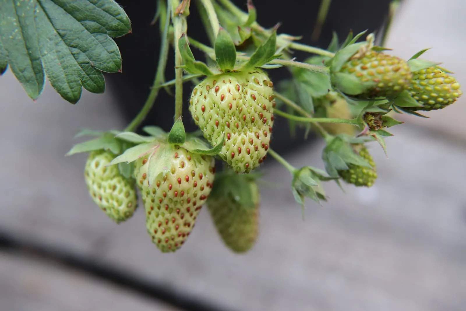 Garden Strawberry (Fragaria ananassa) — it works beautifully as a low edging plant