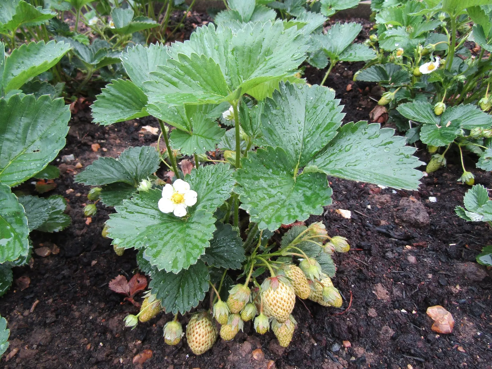 Garden Strawberry (Fragaria ananassa) — Its semi-double pink blossoms appear from planting until frost; and hanging baskets where the blossoms and fruit can be