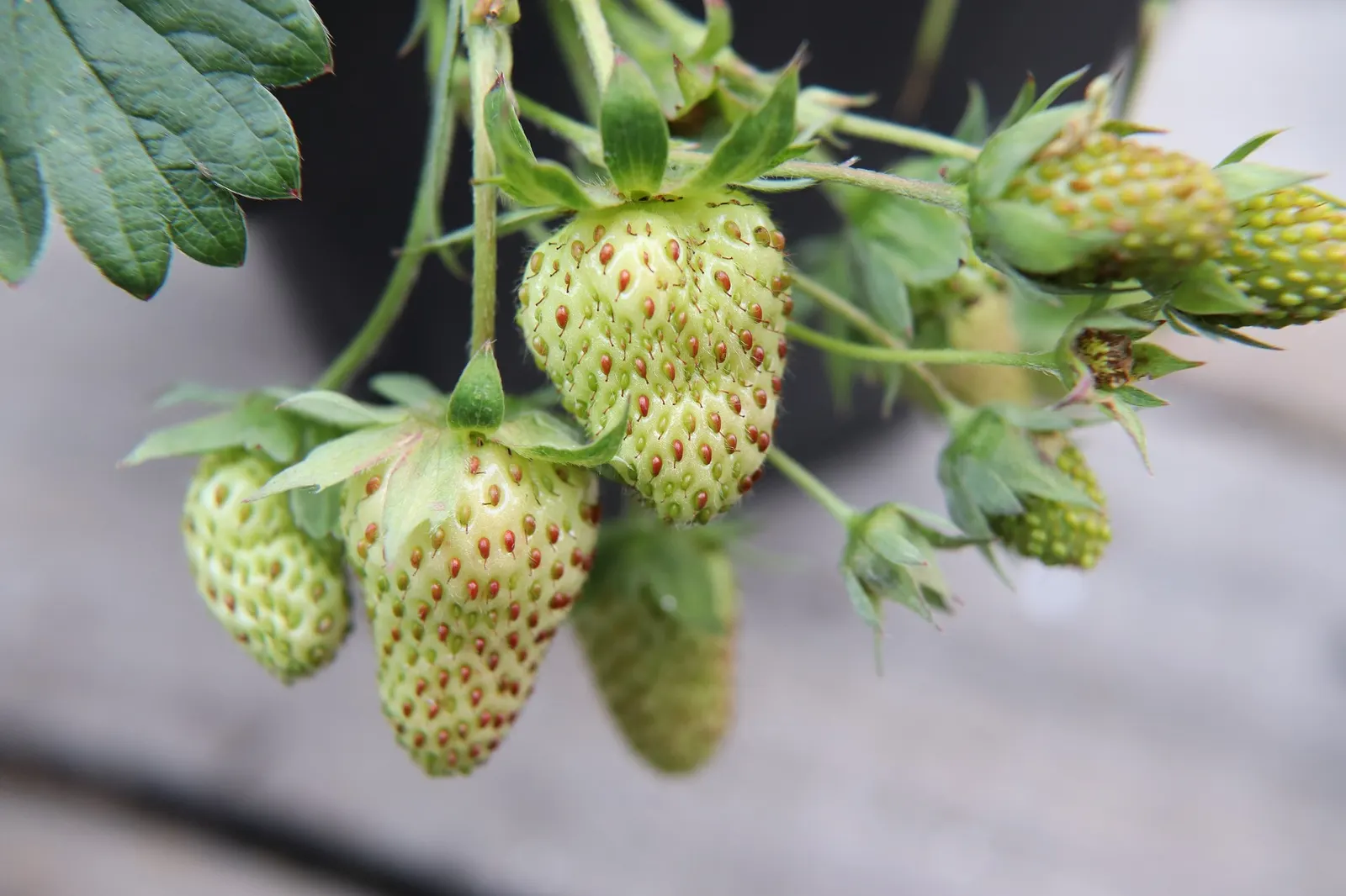 Garden Strawberry (Fragaria ananassa) — Regular feeding supports the most generous berry production, while deadheading is not necessary