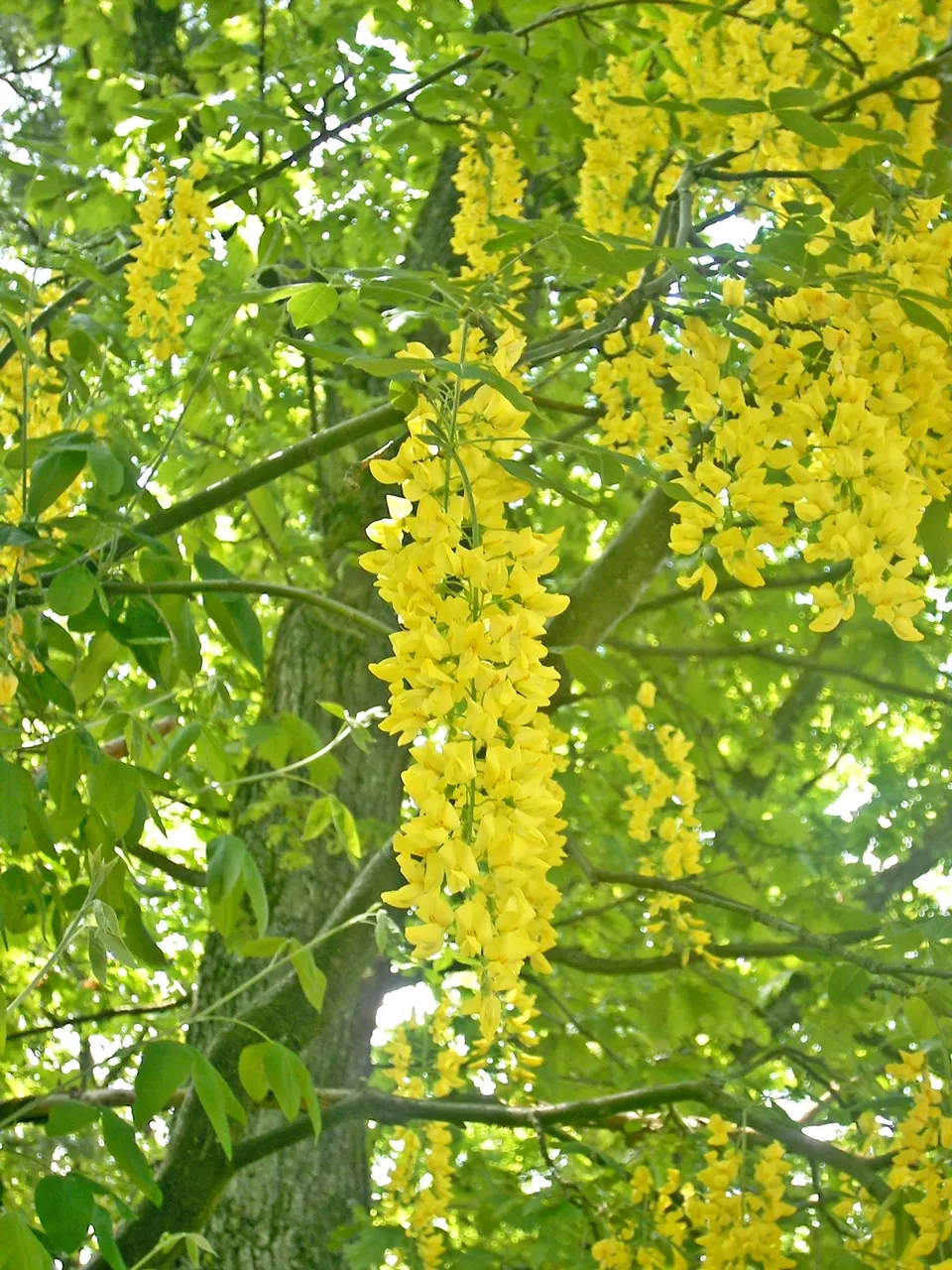 Goldenchain Tree (Laburnum Anagyroides) — especially in gardens frequented by children and pets; notable for its spring bloom, it requires caution, image 69