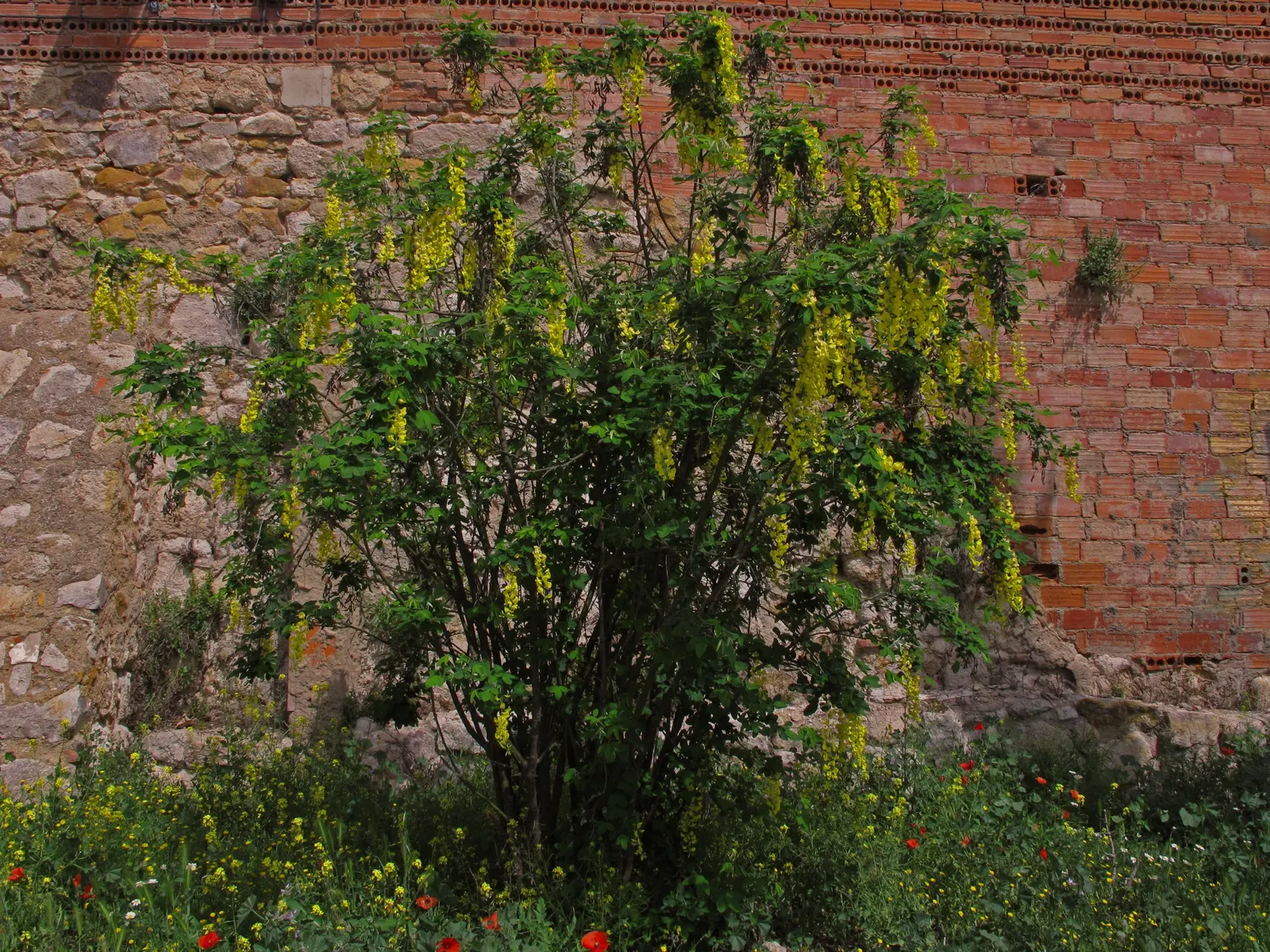 Goldenchain Tree (Laburnum Anagyroides) — tree for full or half; making it an exquisite focal point for a diverse array of landscape designs, image 75