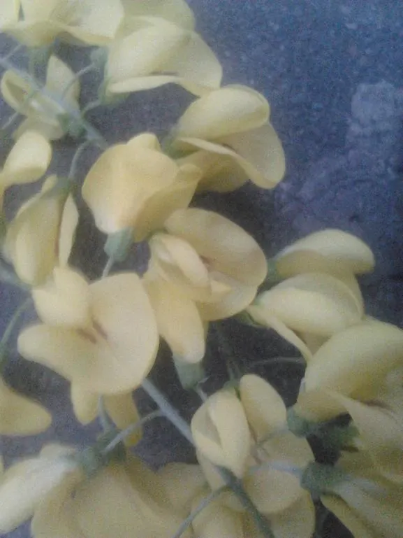 Goldenchain Tree (Laburnum Anagyroides) — yellow flowers in the garden; which is renowned for its stunning, image 73