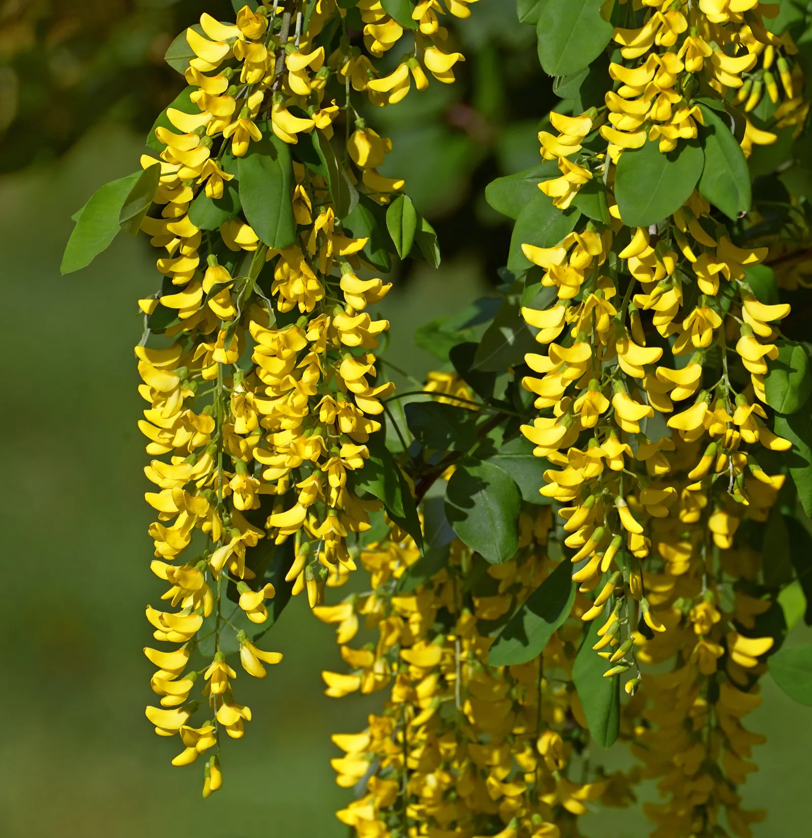 Goldenchain Tree (Laburnum Anagyroides) — providing a dramatic visual display as well as a delightful fragrance; this tree thrives in well-drained, image 89