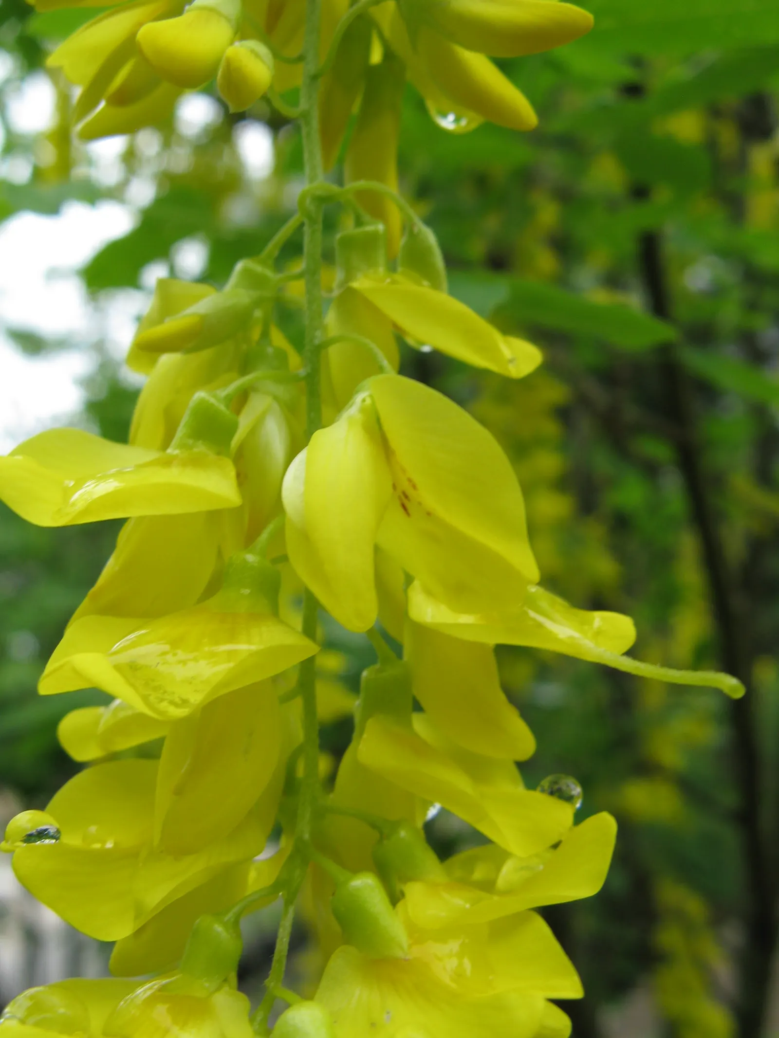 Goldenchain Tree (Laburnum Anagyroides) — this ornamental specimen typically achieves a height of 15 to 25 feet with a spread of 12 to 18 feet
