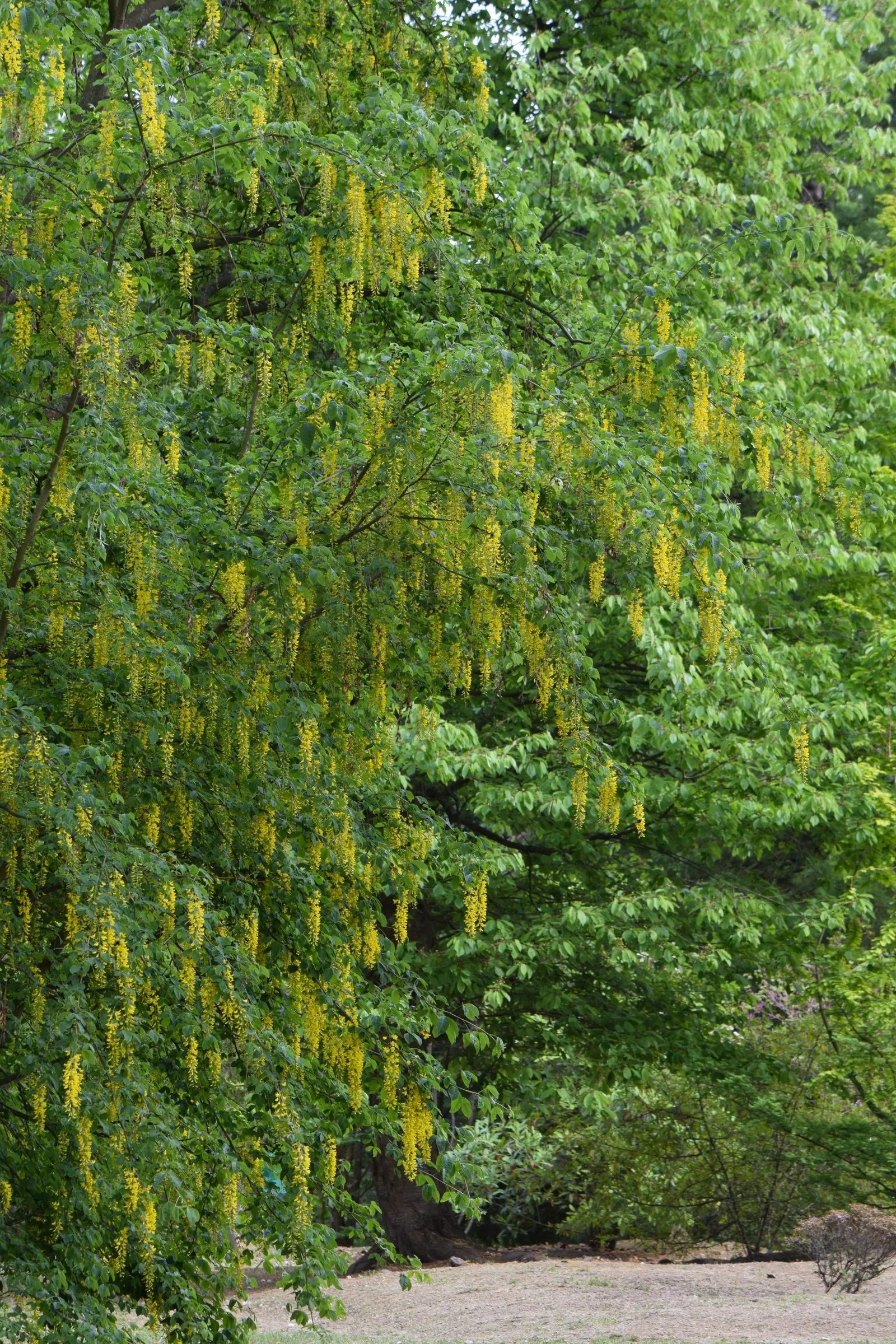 Goldenchain Tree (Laburnum Anagyroides) — The foliage of the Goldenchain tree features trifoliate leaves; reaching up to 10 inches long, image 115