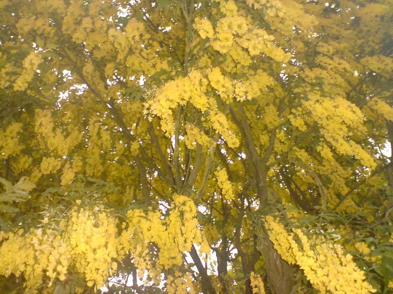 Goldenchain Tree (Laburnum Anagyroides) — tree with yellow blooms; the foliage of the Goldenchain tree features trifoliate leaves, image 99