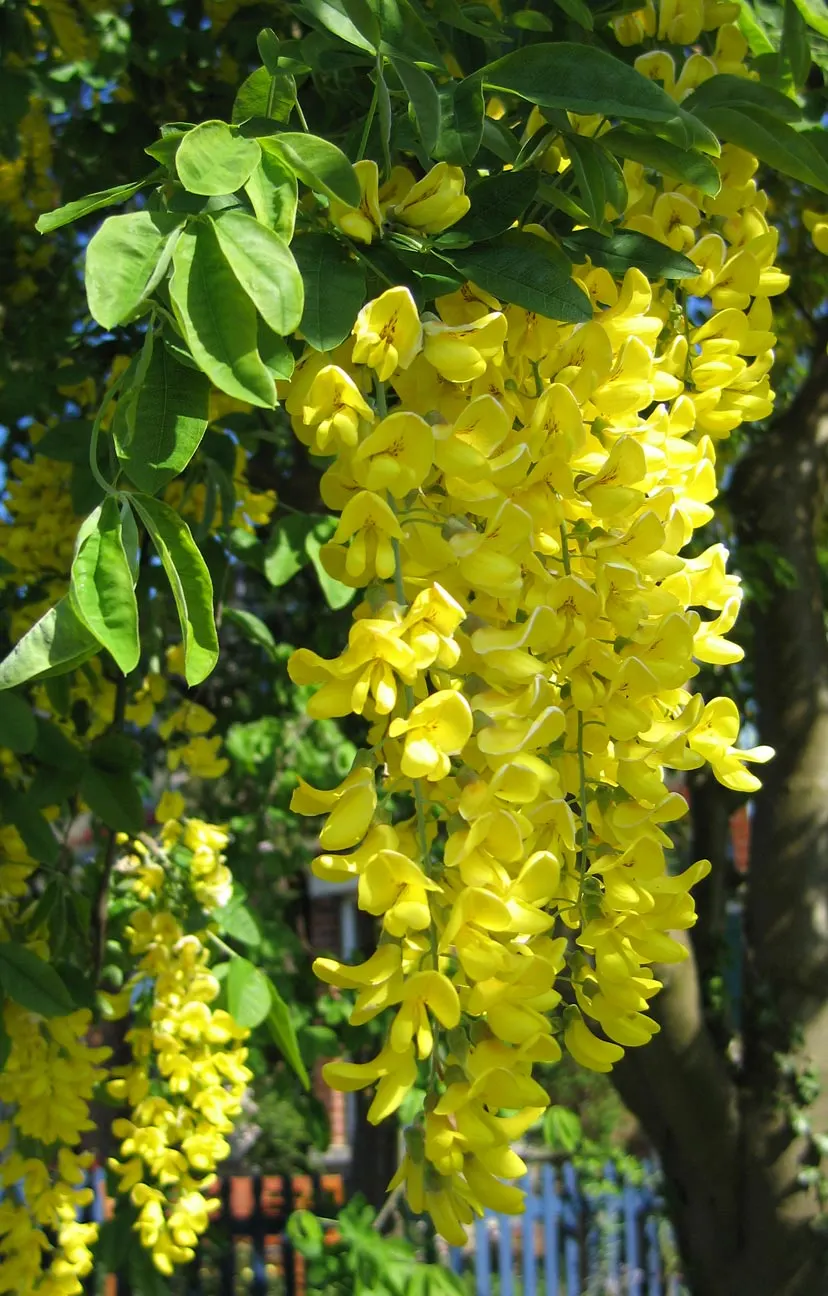 Goldenchain Tree (Laburnum Anagyroides) — is a captivating deciduous specimen valued for its stunning pendulous racemes of yellow flowers; prefers, image 76