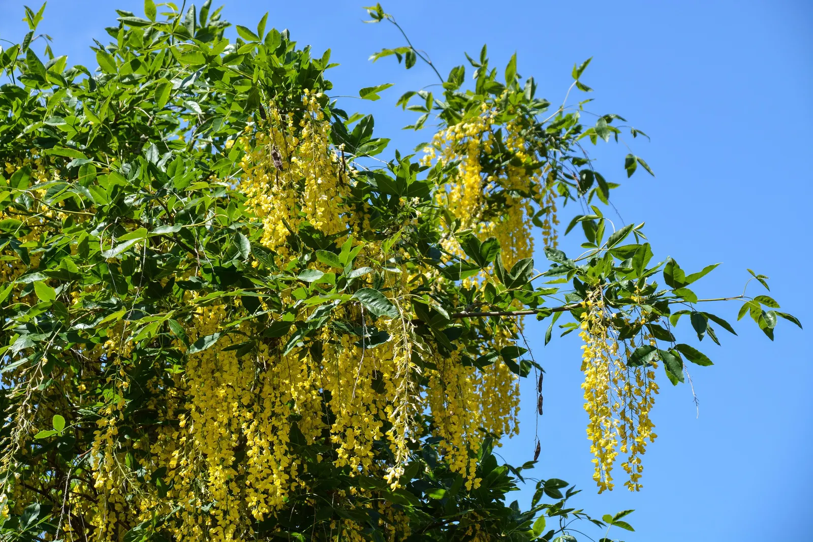 Goldenchain Tree (Laburnum Anagyroides) — Notable for its spring bloom, it requires caution as all parts are toxic if ingested; is a captivating small to