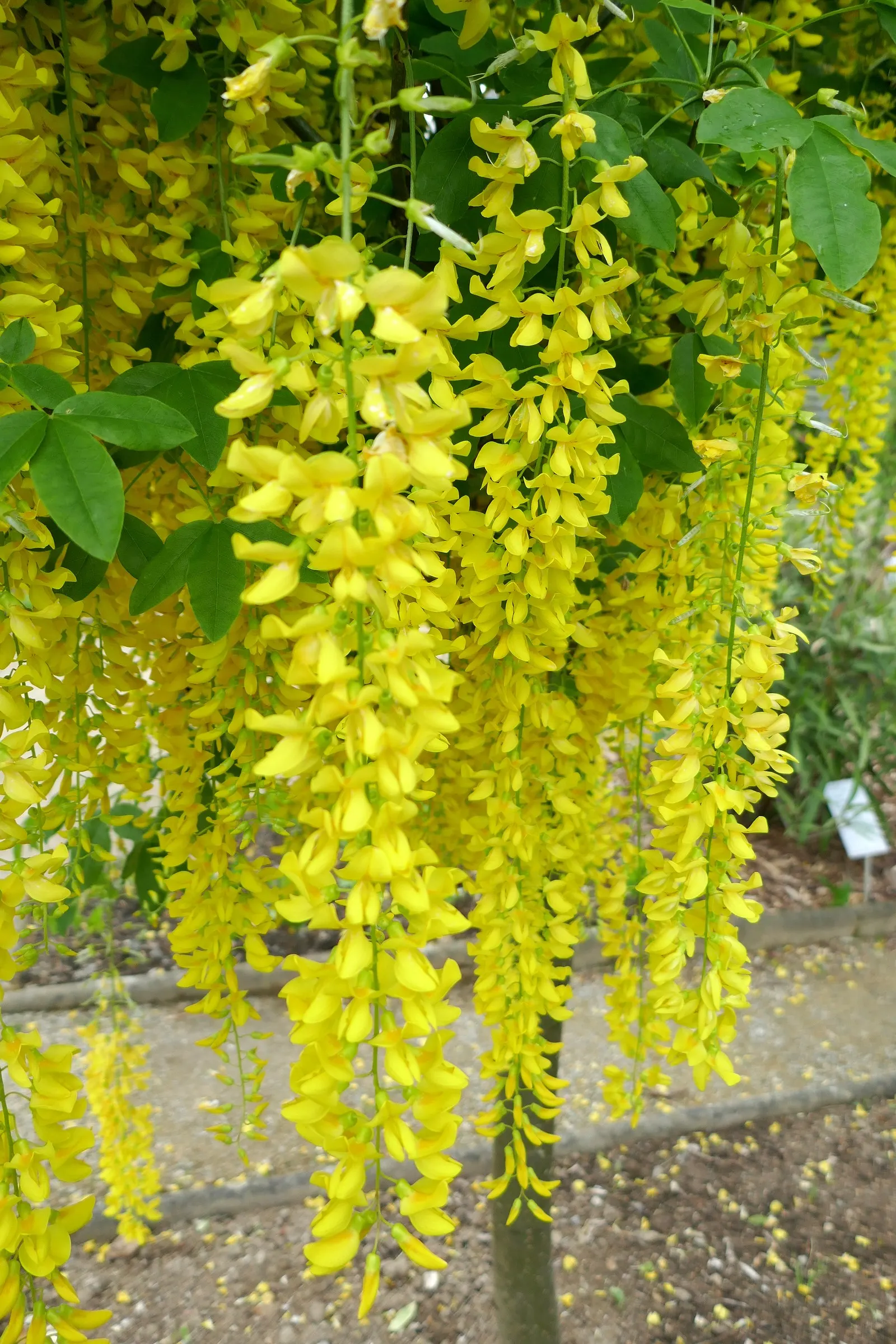 Goldenchain Tree (Laburnum Anagyroides) — reaching up to 10 inches long; this ornamental specimen typically achieves a height of 15 to 25 feet with, image 77
