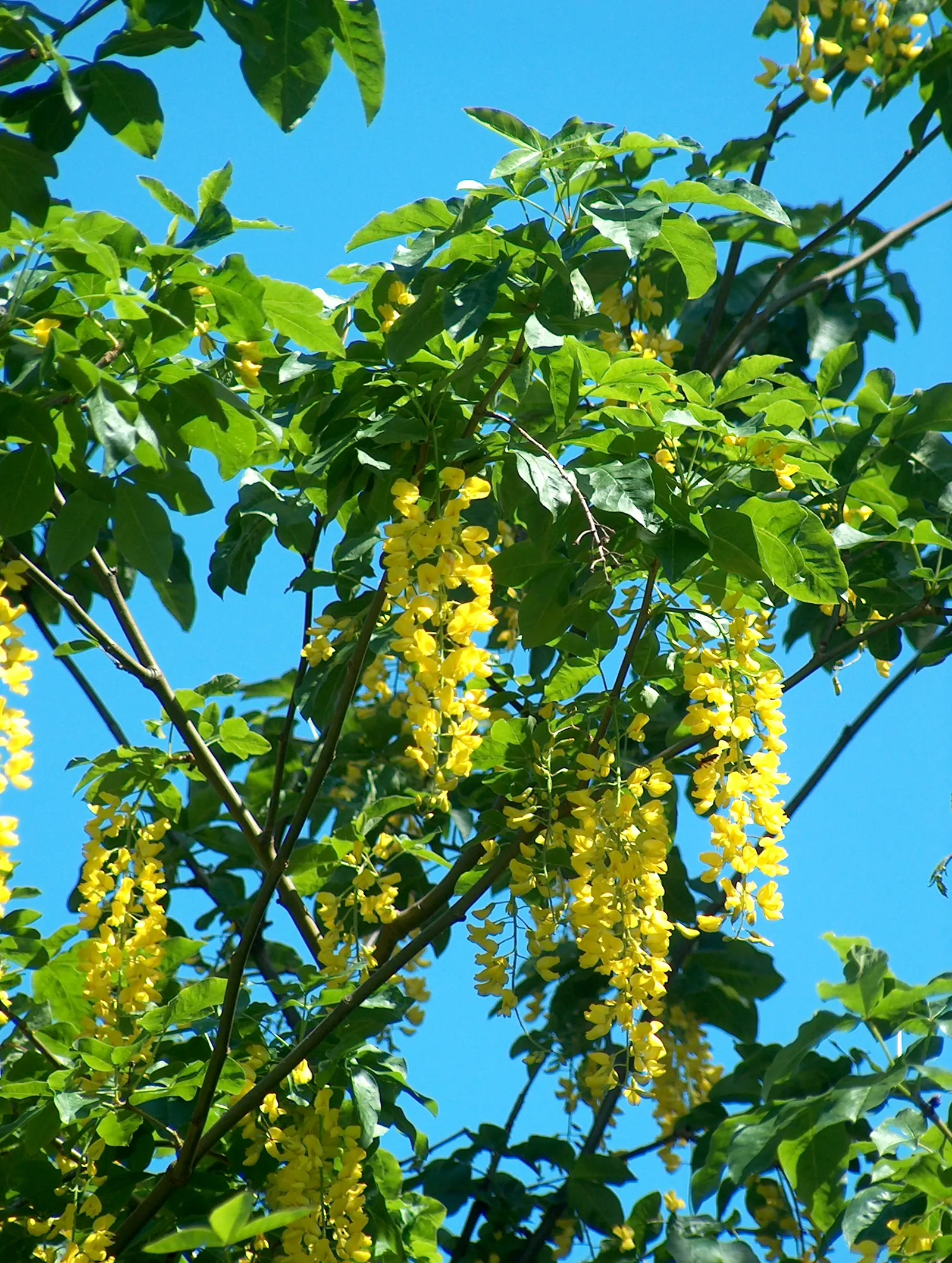 Goldenchain Tree (Laburnum Anagyroides) — Adds dramatic vertical accents to gardens; providing a dramatic visual display as well as a delightful, image 56