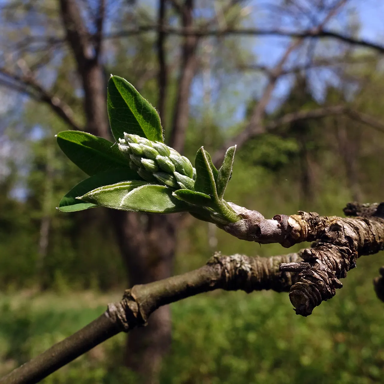 Goldenchain Tree (Laburnum Anagyroides) — Thriving in USDA hardiness zones 5 to 7; it's imperative to note that all parts of the plant are highly toxic if