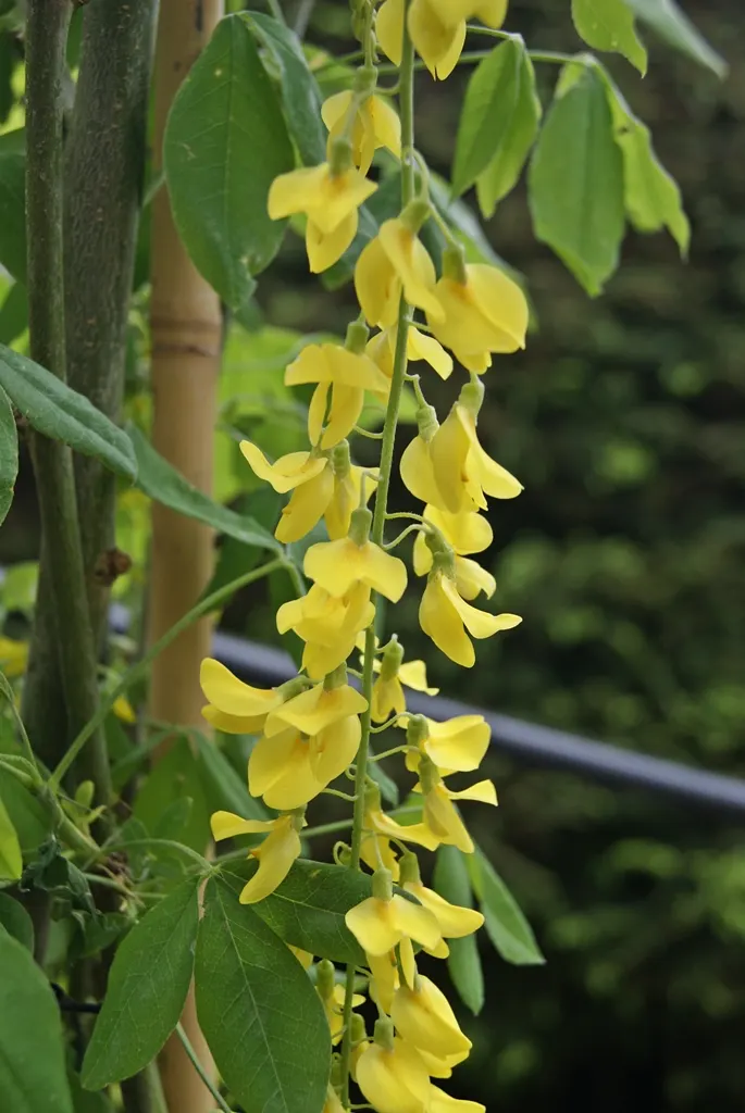 Goldenchain Tree (Laburnum Anagyroides) — Prefers well-draining soil and full sun to partial shade