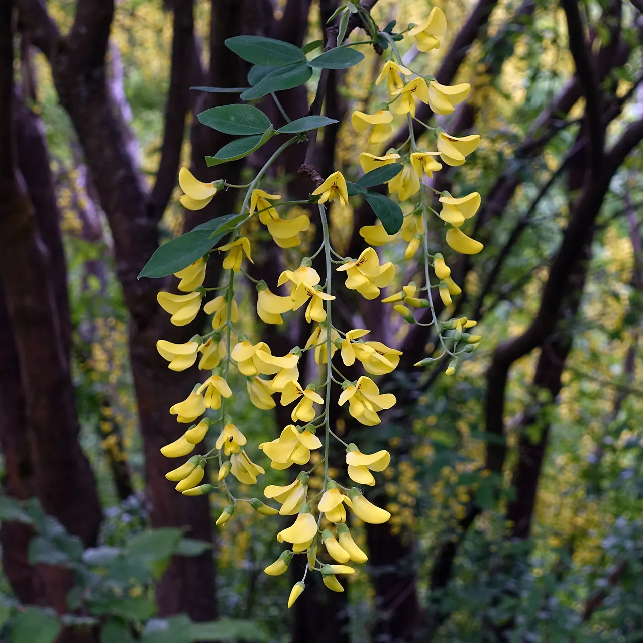 Goldenchain Tree (Laburnum Anagyroides) — which is renowned for its stunning
