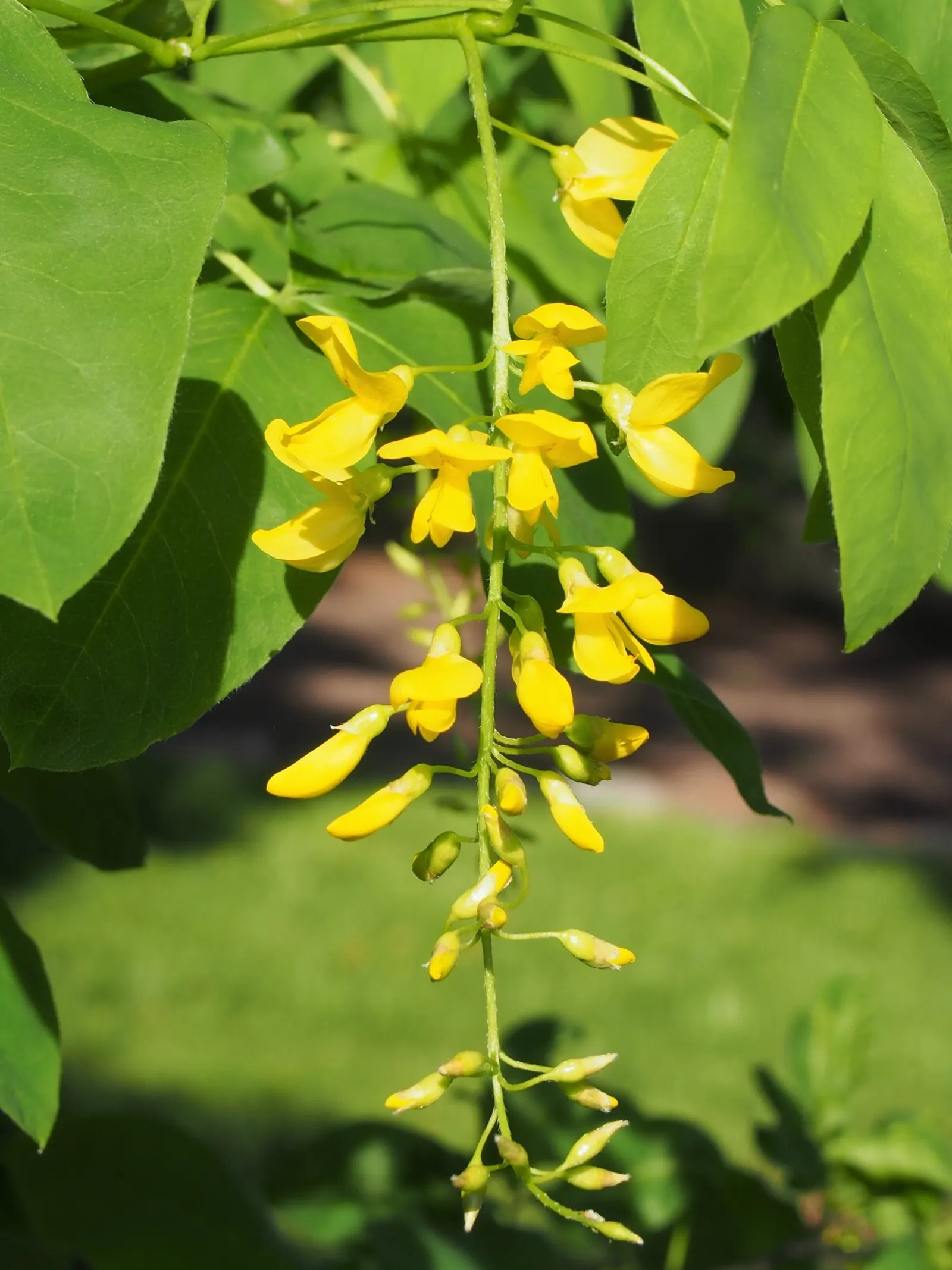 Goldenchain Tree (Laburnum Anagyroides) — reaching up to 10 inches long; this ornamental specimen typically achieves a height of 15 to 25 feet with a spread of
