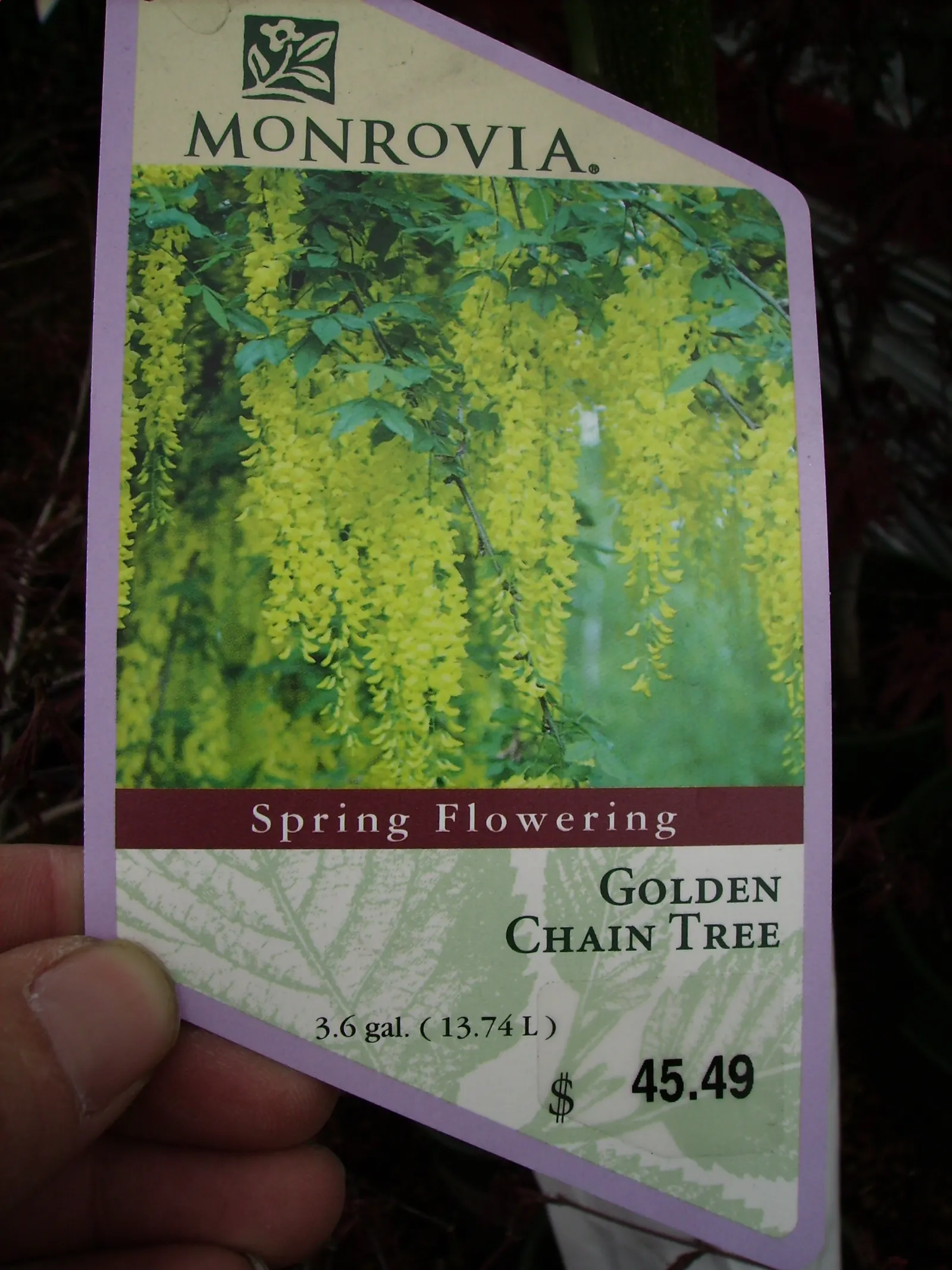 Goldenchain Tree (Laburnum Anagyroides) — it's imperative to note that all parts of the plant are highly toxic if ingested; each leaflet measuring, image 92
