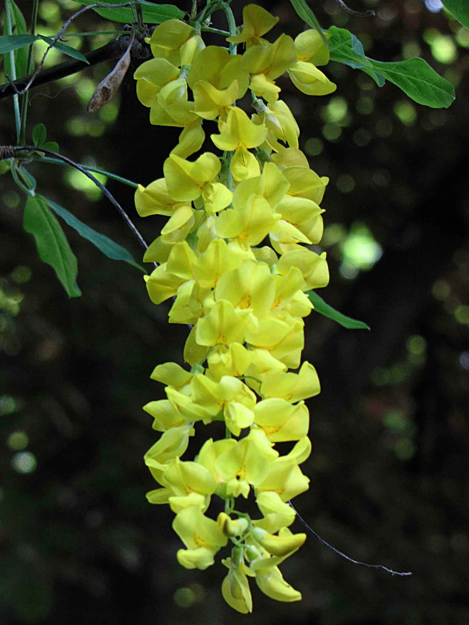 Goldenchain Tree (Laburnum Anagyroides) — hang in clusters that can reach up to 10 inches long, image 63