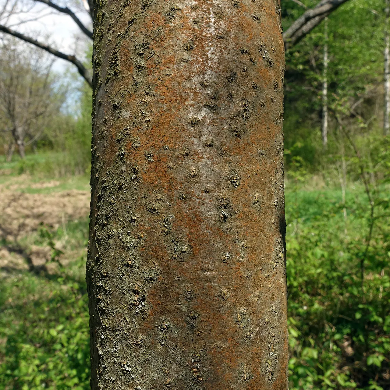 Goldenchain Tree (Laburnum Anagyroides) — and care should be taken in placement