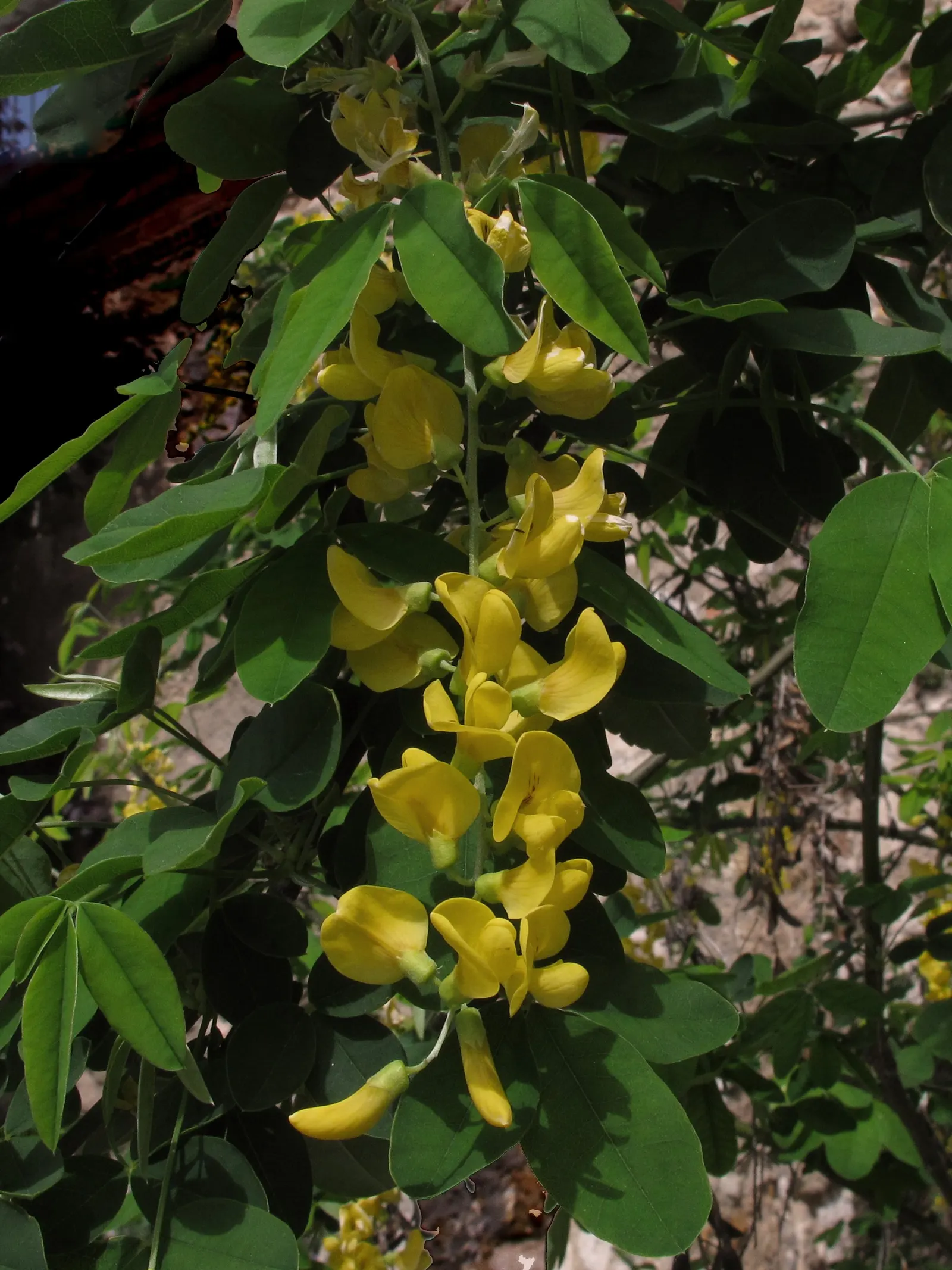 Goldenchain Tree (Laburnum Anagyroides) — this ornamental specimen typically achieves a height of 15 to 25 feet with a spread of 12 to 18 feet, image 111