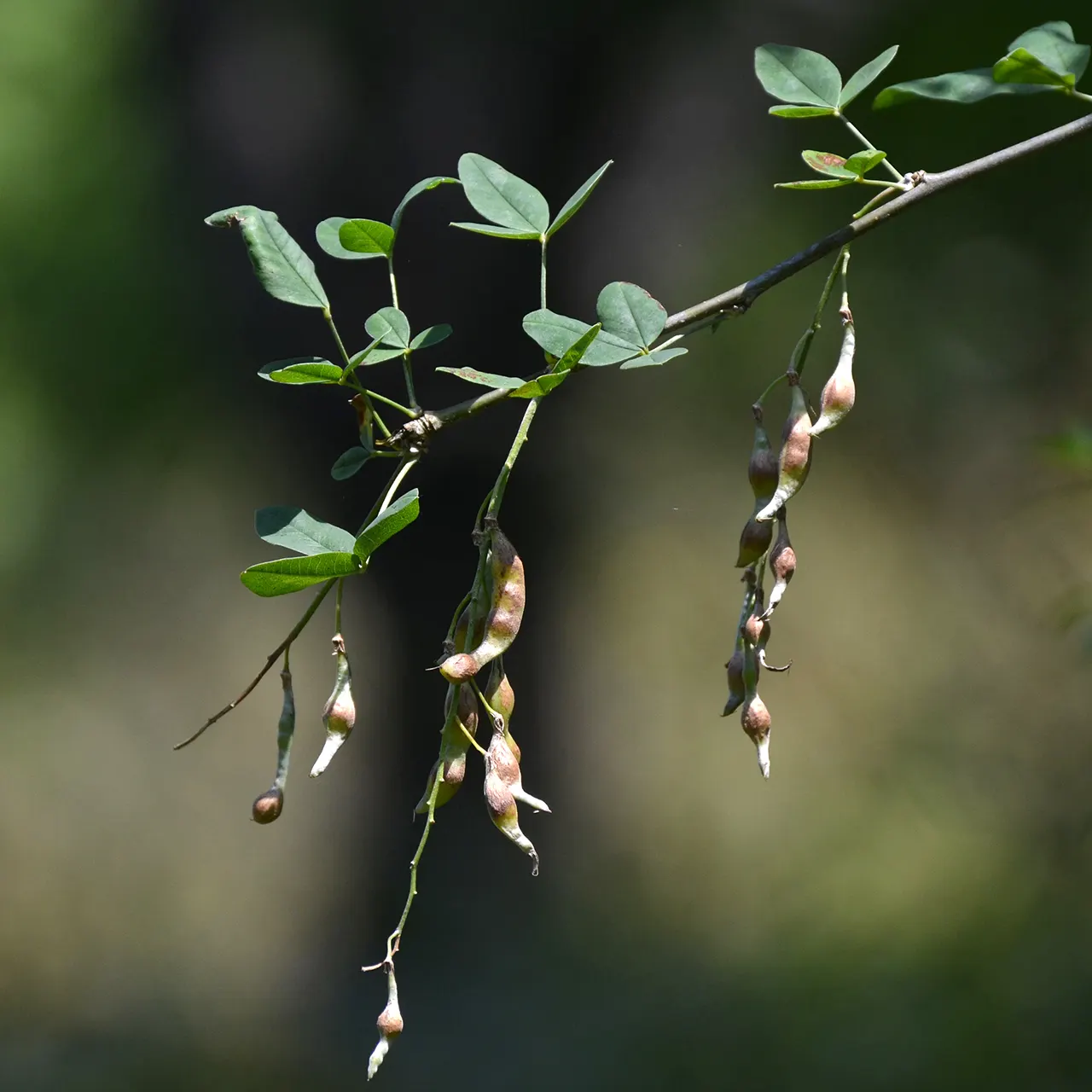 Goldenchain Tree (Laburnum Anagyroides) — tree with yellow blooms; the foliage of the Goldenchain tree features trifoliate leaves