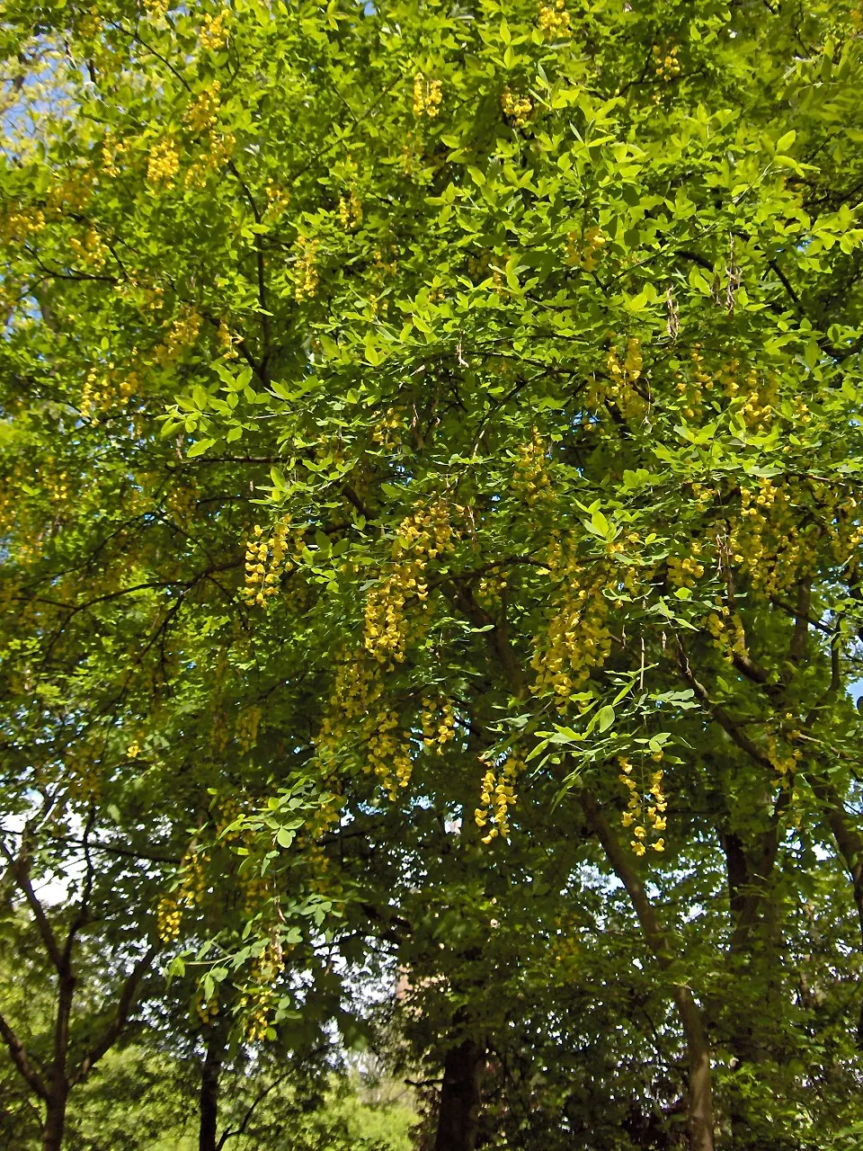 Goldenchain Tree (Laburnum Anagyroides) — Notable for its spring bloom, it requires caution as all parts are toxic if ingested; is a captivating, image 105