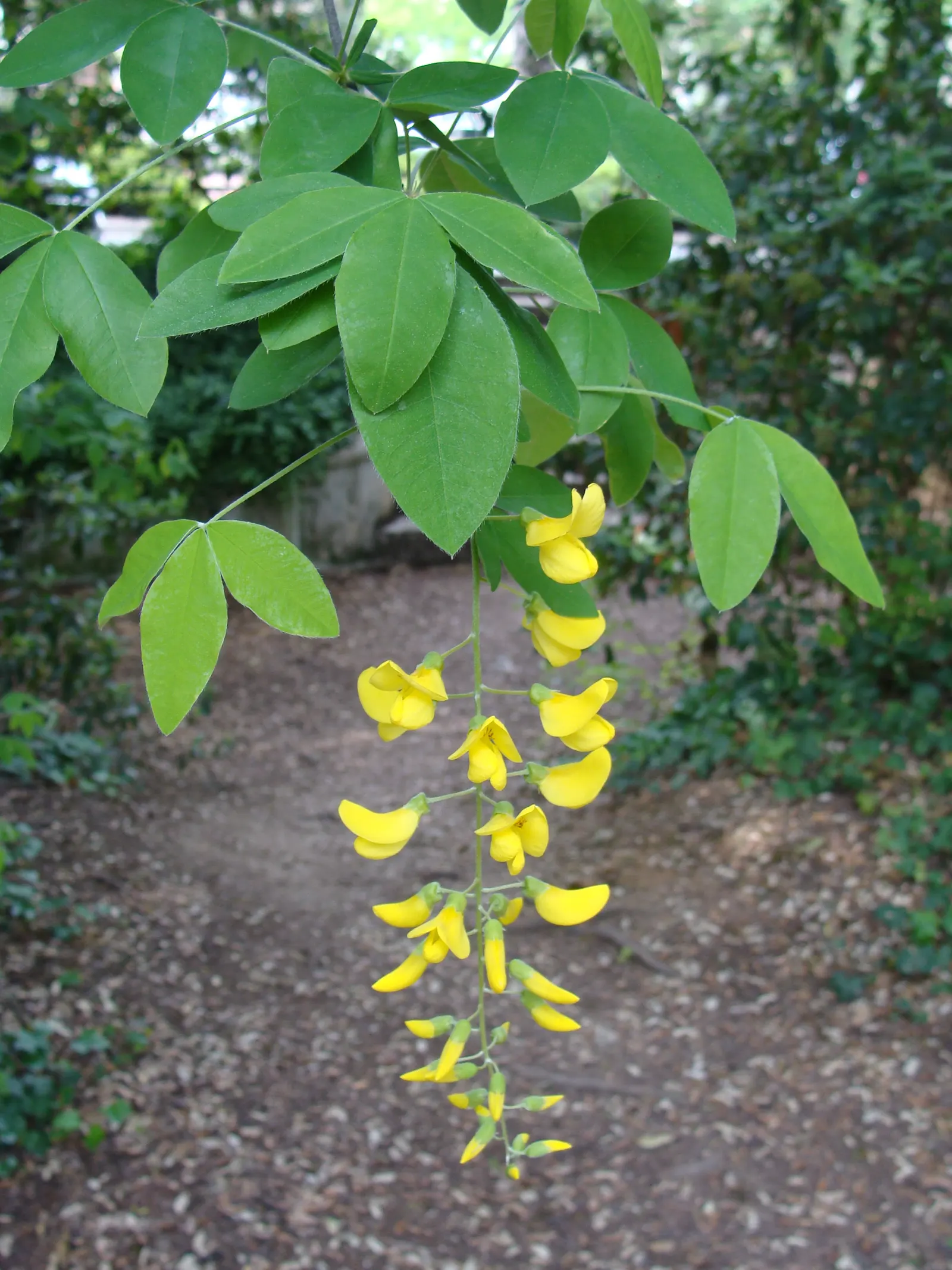 Goldenchain Tree (Laburnum Anagyroides) — Prefers well-draining soil and full sun to partial shade; tree for full or half, image 104