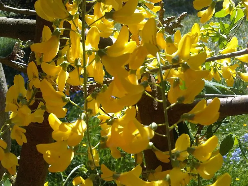 Goldenchain Tree (Laburnum Anagyroides) — is a captivating small to medium-sized deciduous tree; the Goldenchain tree adds elegance and a touch of, image 82