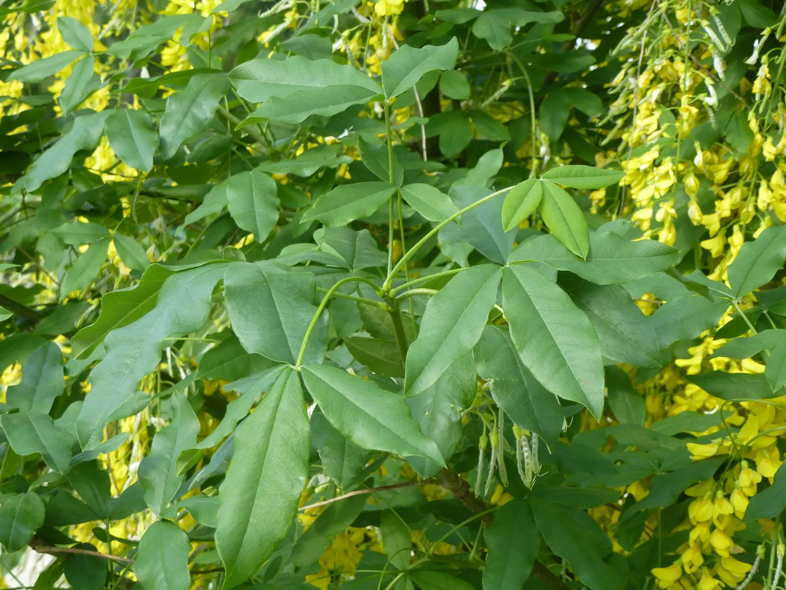 Goldenchain Tree (Laburnum Anagyroides) — reaching up to 10 inches long; this ornamental specimen typically achieves a height of 15 to 25 feet with, image 102