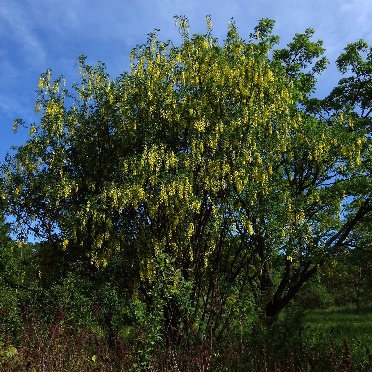 Goldenchain Tree (Laburnum Anagyroides) — hang in clusters that can reach up to 10 inches long, image 88