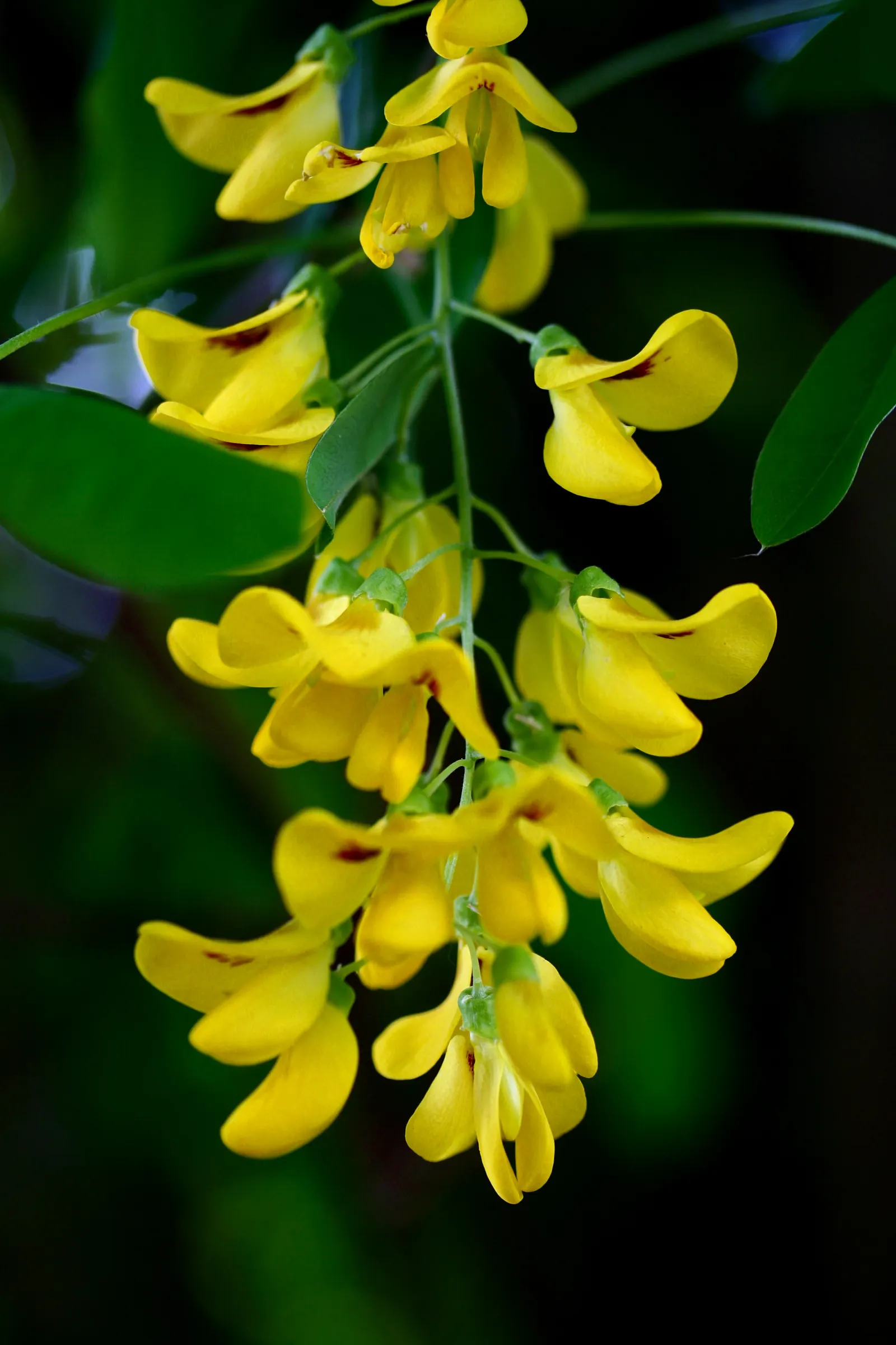 Goldenchain Tree (Laburnum Anagyroides) — especially in gardens frequented by children and pets