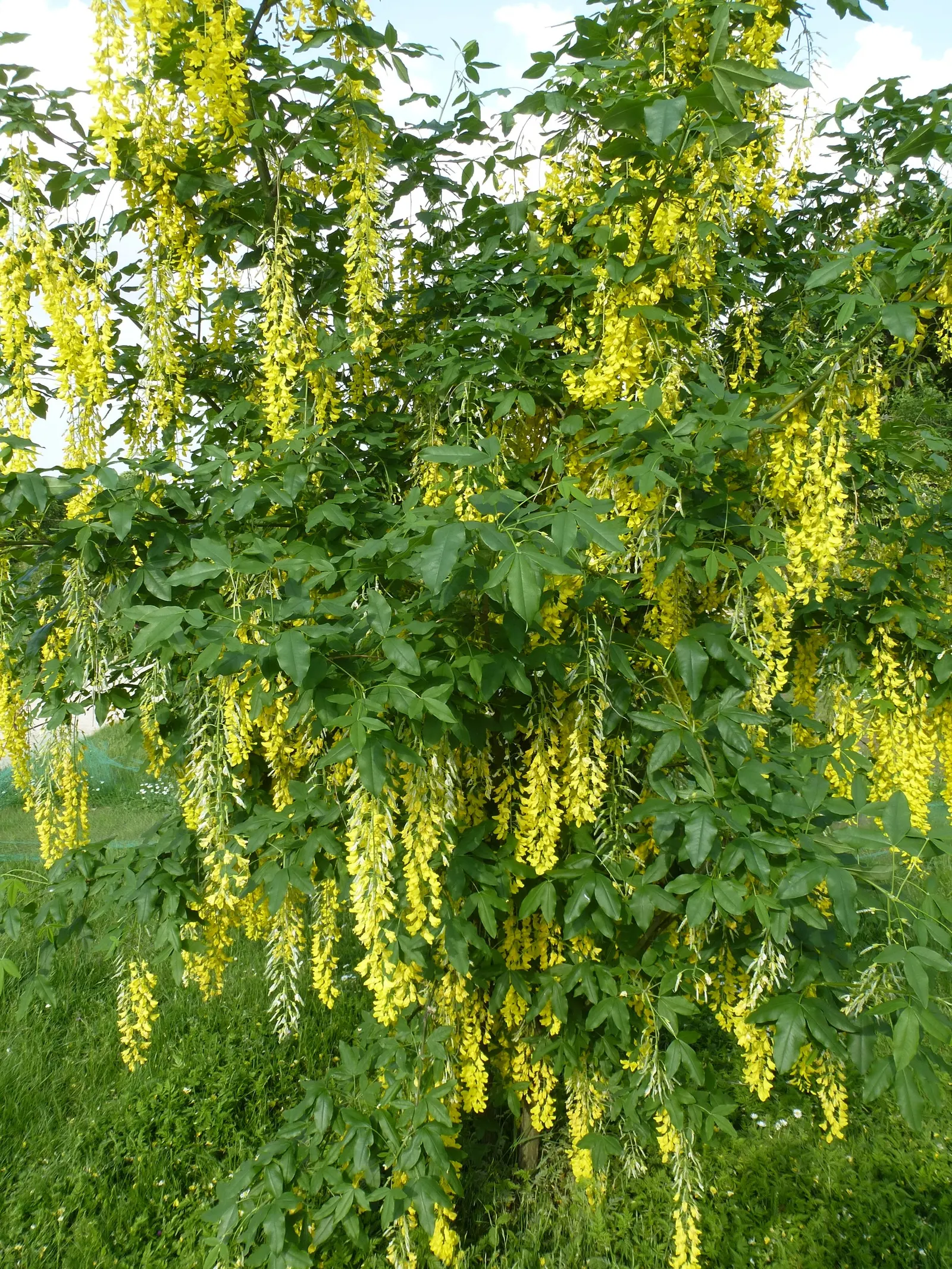 Goldenchain Tree (Laburnum Anagyroides) — which is renowned for its stunning; thriving in USDA zones 5-7, it matures to 15-25 feet high with a, image 83