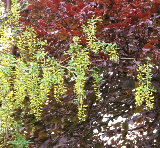 Goldenchain Tree (Laburnum Anagyroides) — Thriving in USDA zones 5-7, it matures to 15-25 feet high with a similar spread; and care should be taken, image 53