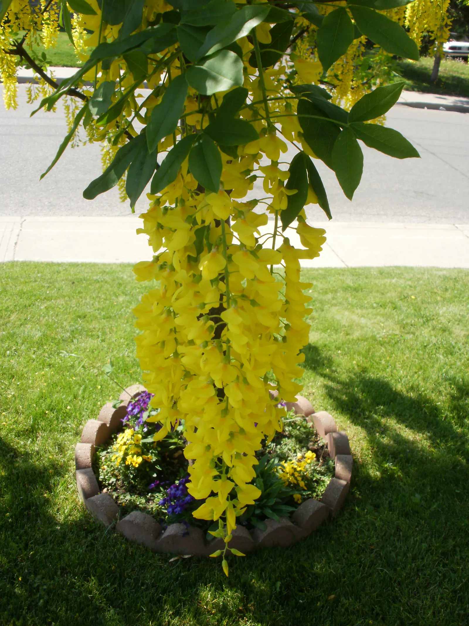 Goldenchain Tree (Laburnum Anagyroides) — Prefers well-draining soil and full sun to partial shade; tree for full or half, image 54