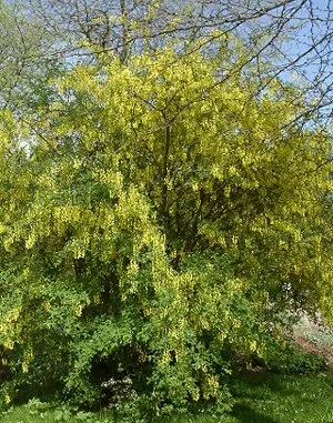 Goldenchain Tree (Laburnum Anagyroides) — and care should be taken in placement; yellow flowers in the garden