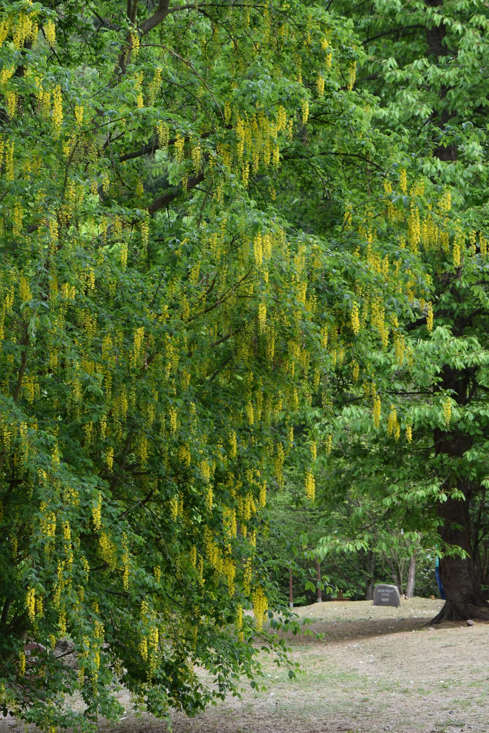 Goldenchain Tree (Laburnum Anagyroides) — Adds dramatic vertical accents to gardens; providing a dramatic visual display as well as a delightful, image 106