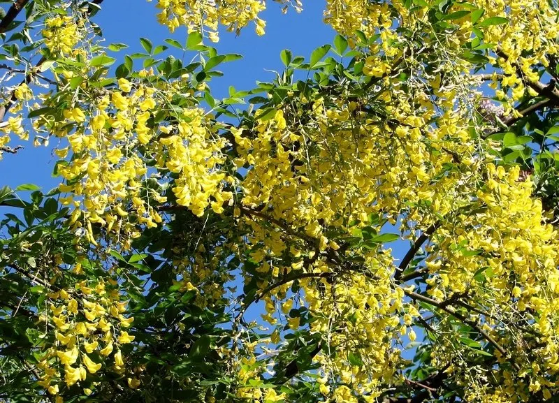Goldenchain Tree (Laburnum Anagyroides) — providing a dramatic visual display as well as a delightful fragrance; this tree thrives in well-drained, image 114