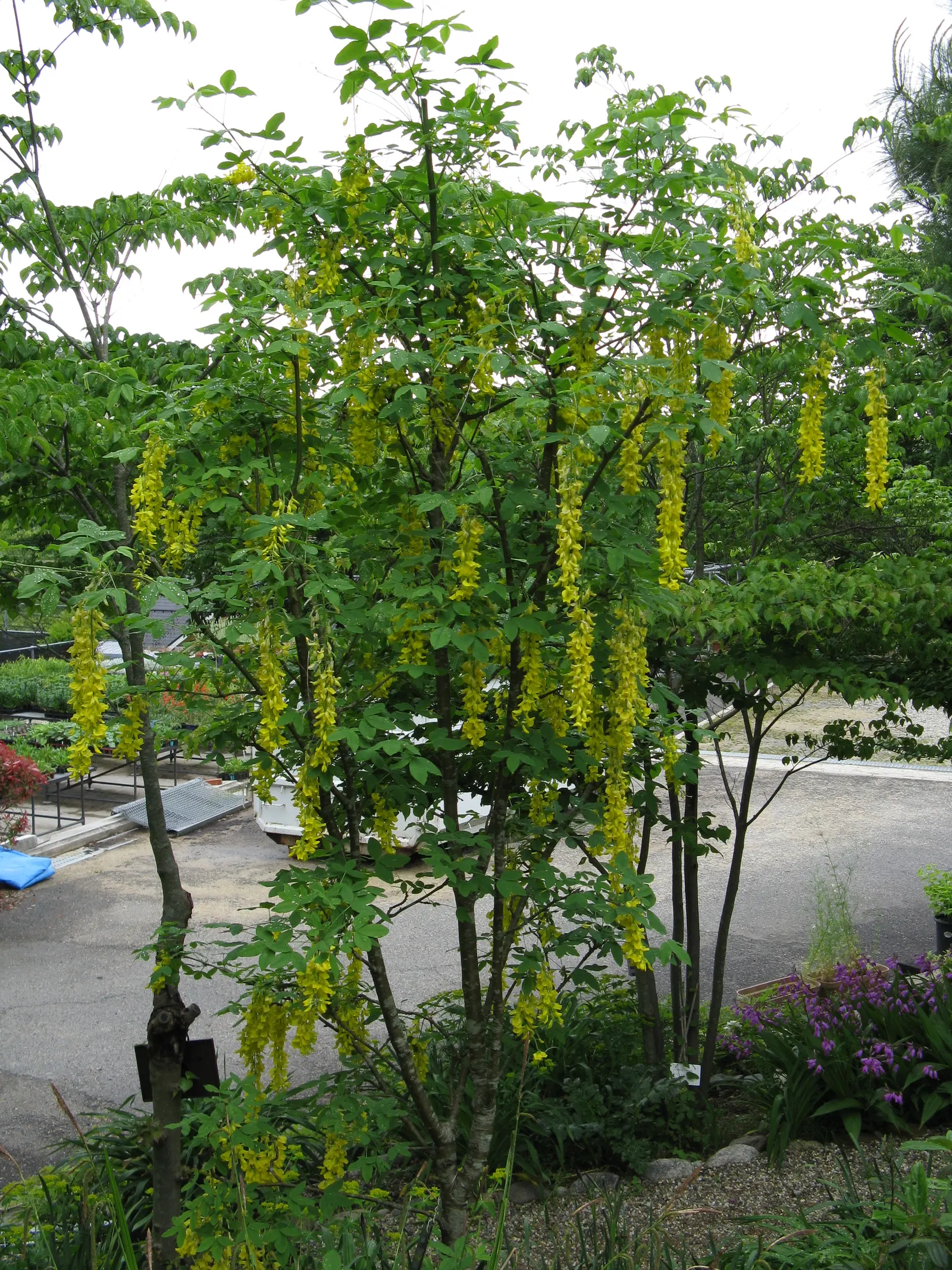 Goldenchain Tree (Laburnum Anagyroides) — yellow flowers in the garden