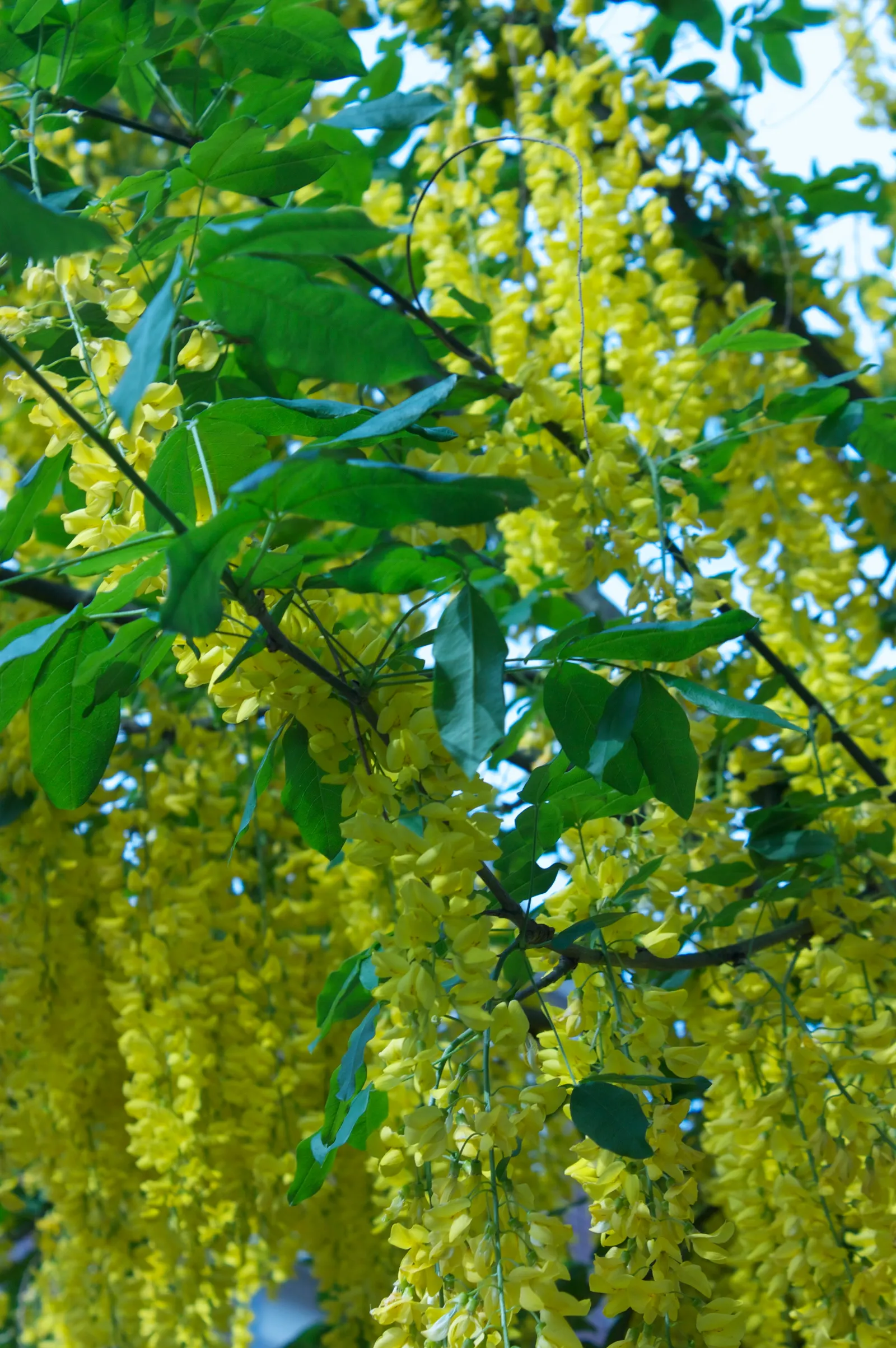 Goldenchain Tree (Laburnum Anagyroides) — making it an exquisite focal point for a diverse array of landscape designs; is a captivating deciduous specimen