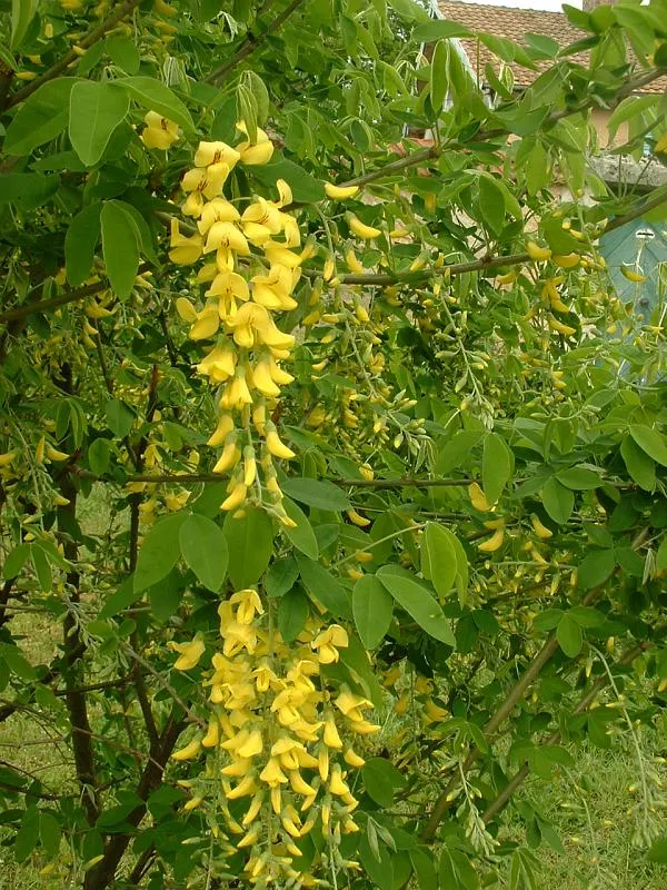 Goldenchain Tree (Laburnum Anagyroides) — providing a dramatic visual display as well as a delightful fragrance; this tree thrives in well-drained soil and