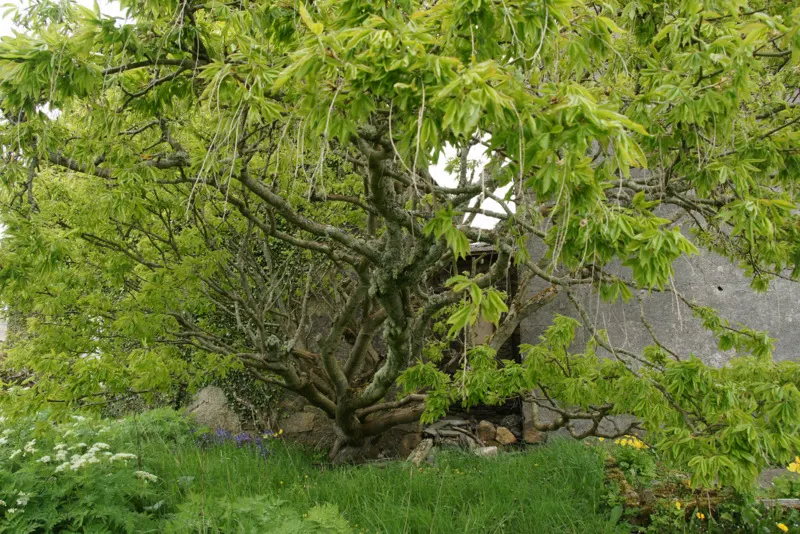 Goldenchain Tree (Laburnum Anagyroides) — tree for full or half; making it an exquisite focal point for a diverse array of landscape designs