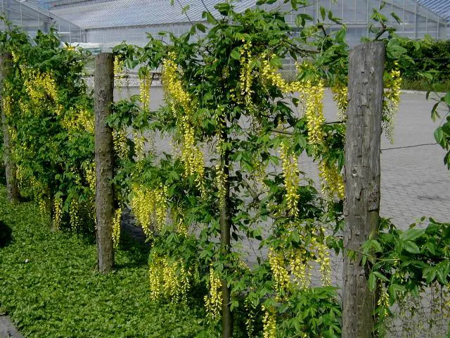 Goldenchain Tree (Laburnum Anagyroides) — tree with yellow blooms; the foliage of the Goldenchain tree features trifoliate leaves, image 74