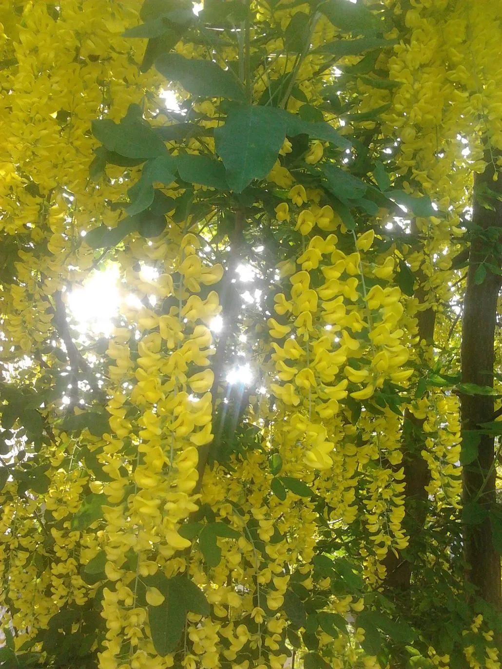 Goldenchain Tree (Laburnum Anagyroides) — resembling golden wisteria; adds dramatic vertical accents to gardens, image 112