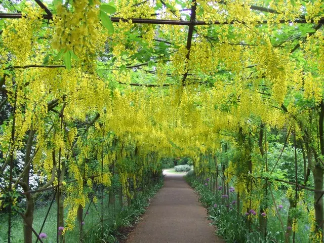 Goldenchain Tree (Laburnum Anagyroides) — it's imperative to note that all parts of the plant are highly toxic if ingested; each leaflet measuring, image 117